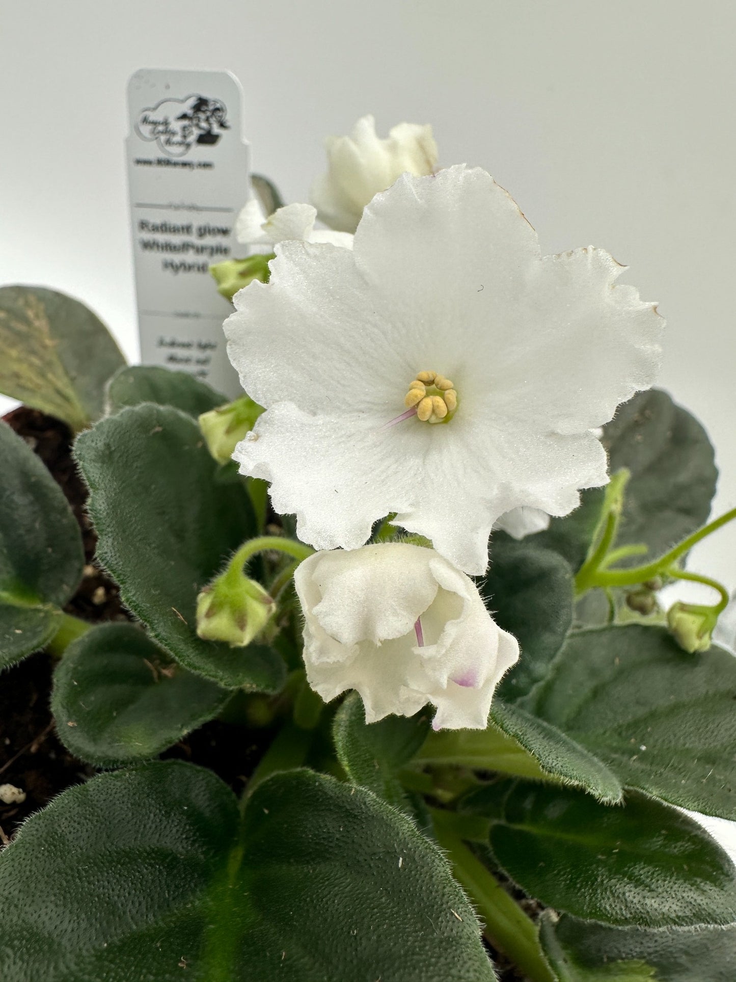 Radiant Glow - White/Purple Hybrid - Live African Violet 6"