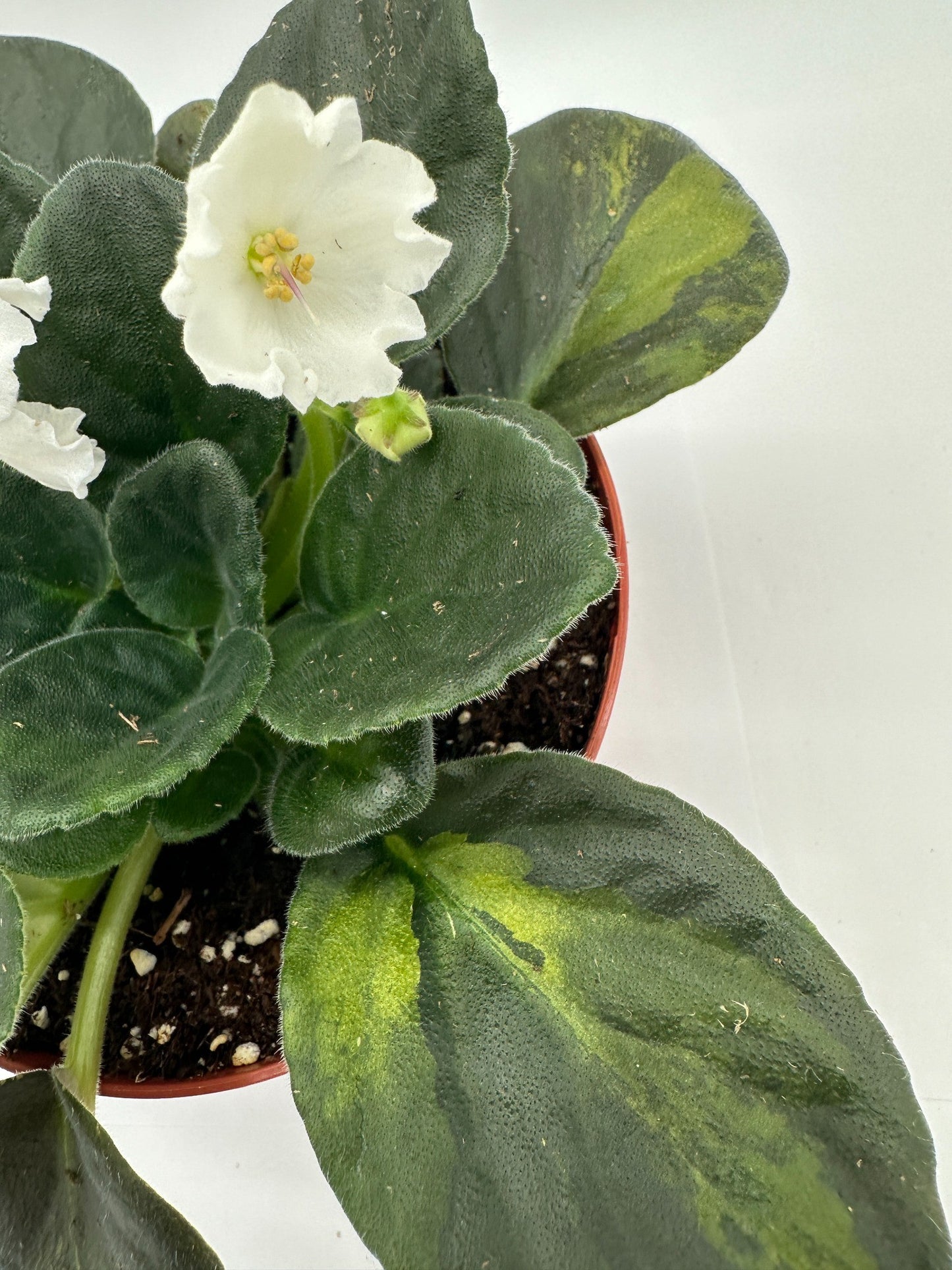 Radiant Glow - White/Purple Hybrid - Live African Violet 6"