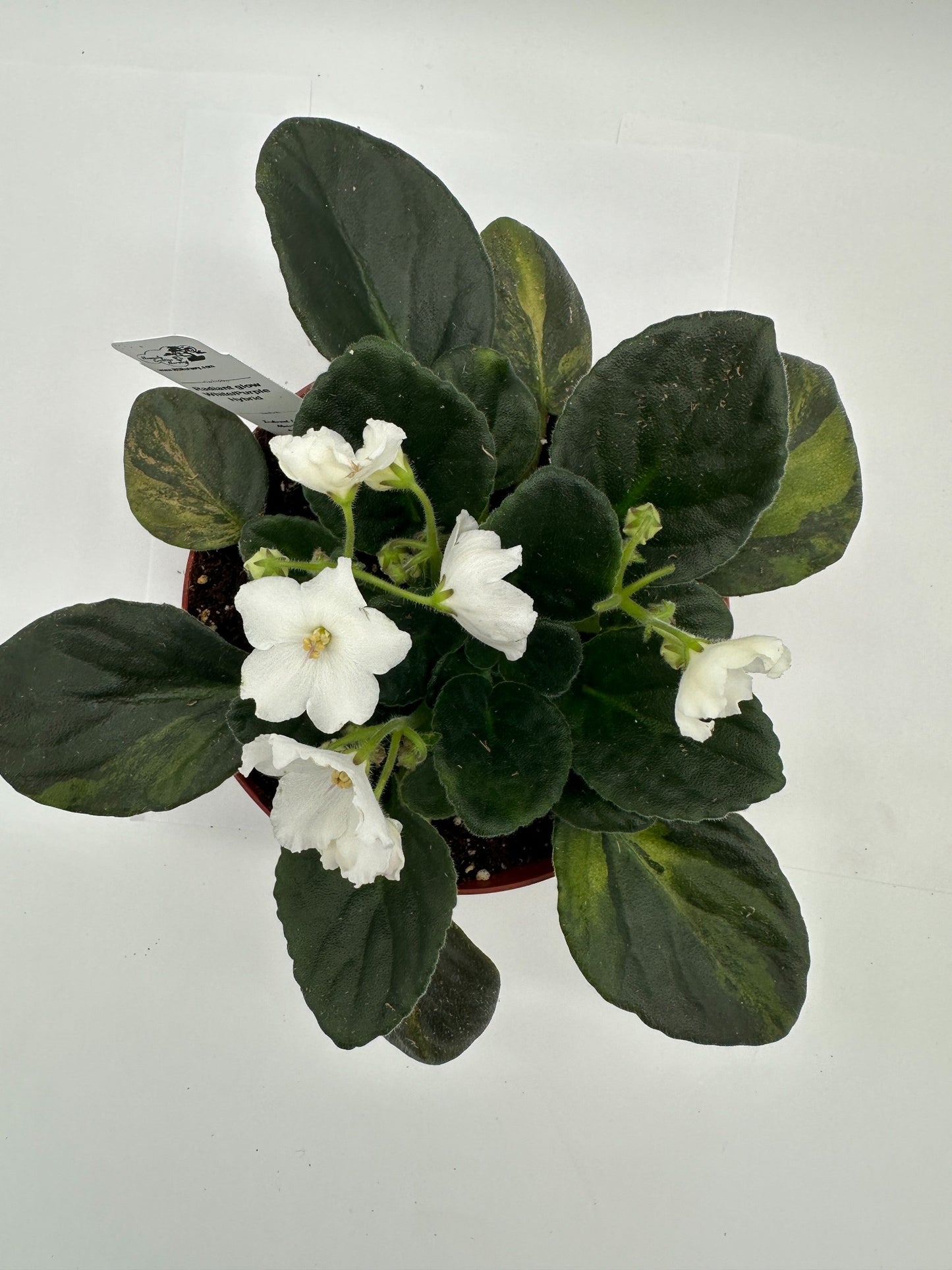 Radiant Glow - White/Purple Hybrid - Live African Violet 6"