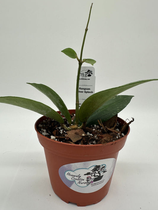 Rangsan Silver Splash - Live Hoya 4"