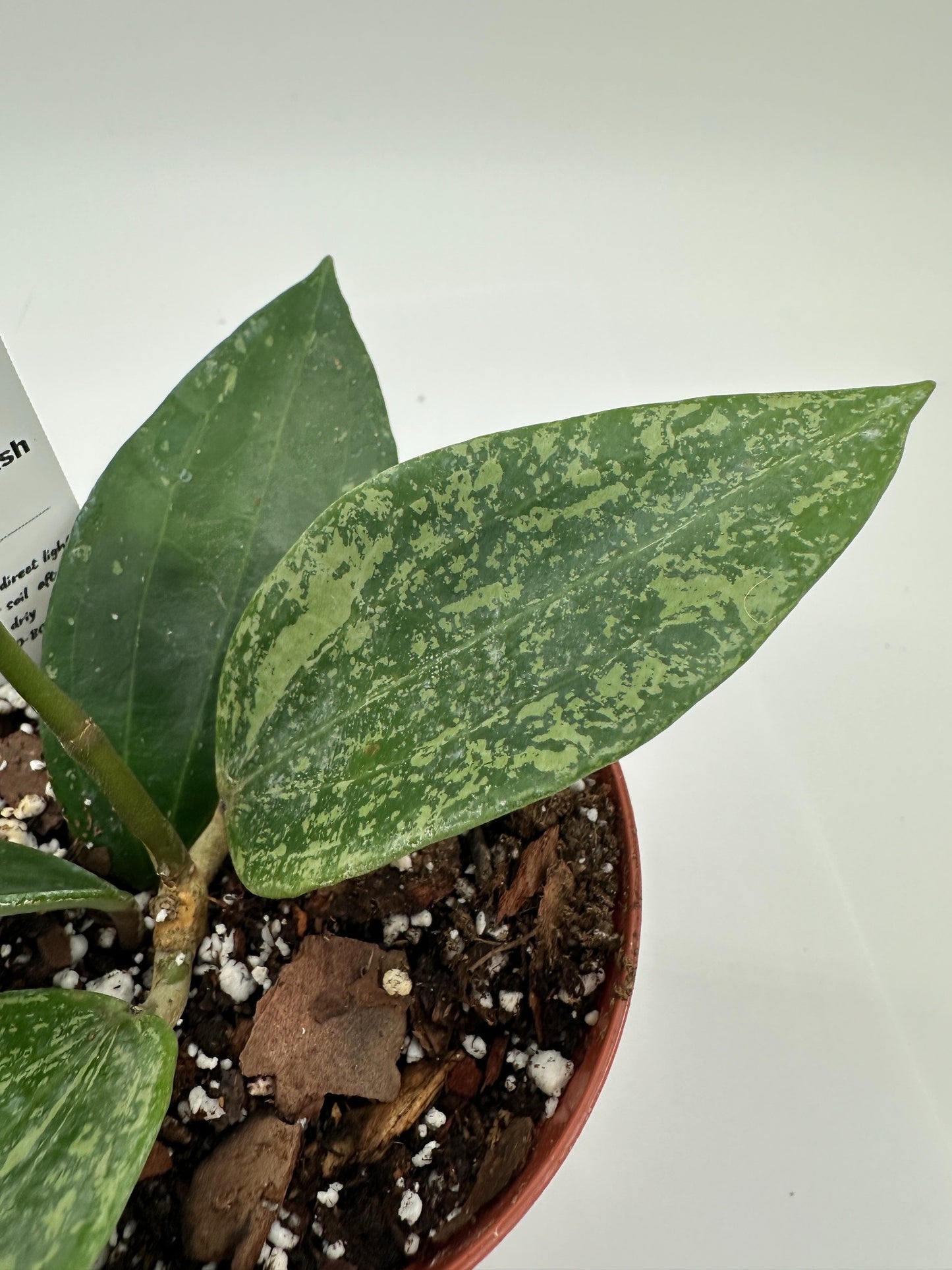 Rangsan Silver Splash - Live Hoya 4"
