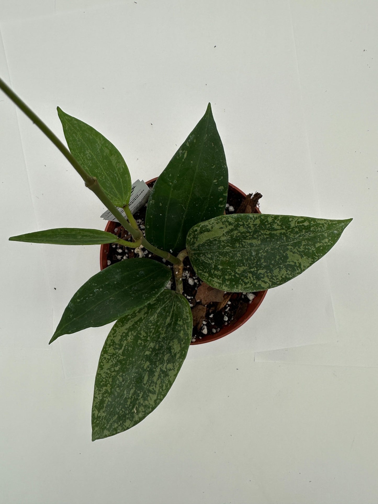 Rangsan Silver Splash - Live Hoya 4"