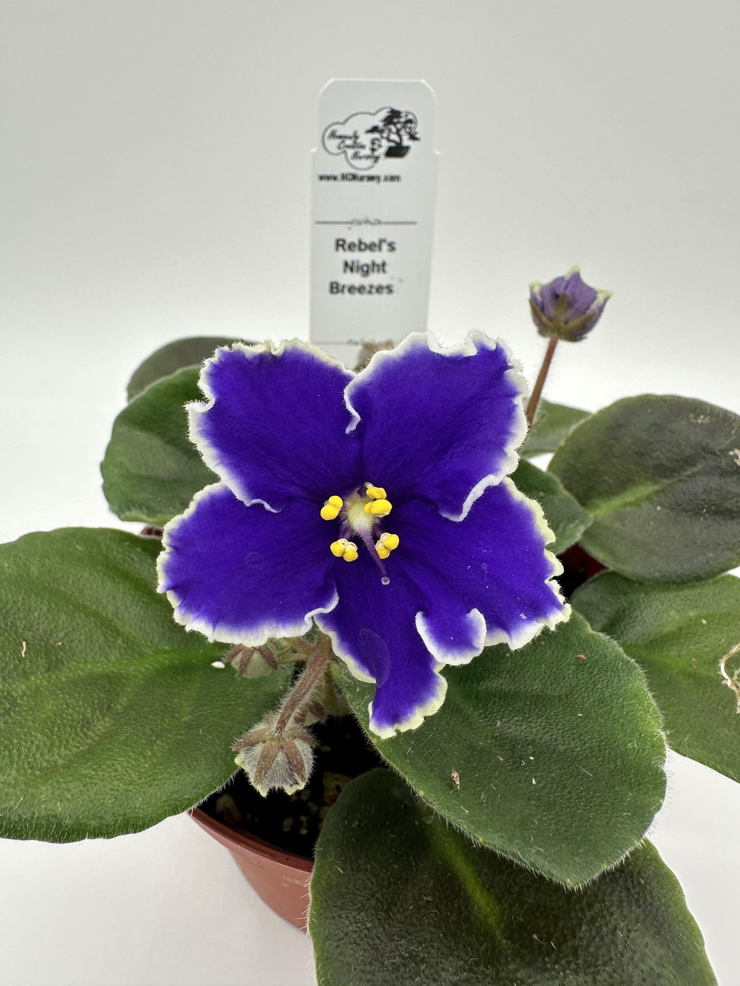 Rebel's Night Breezes - Live African Violet 4"