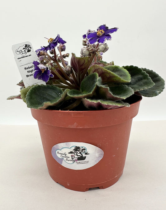 Rebel's Night Breezes - Live African Violet 6"