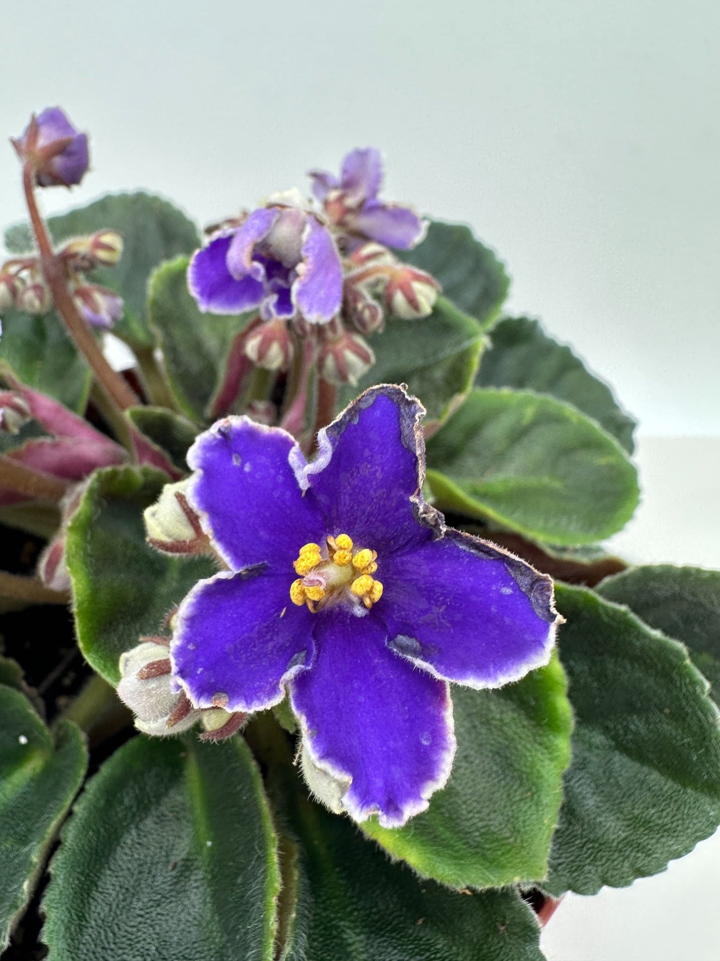 Rebel's Night Breezes - Live African Violet 6"
