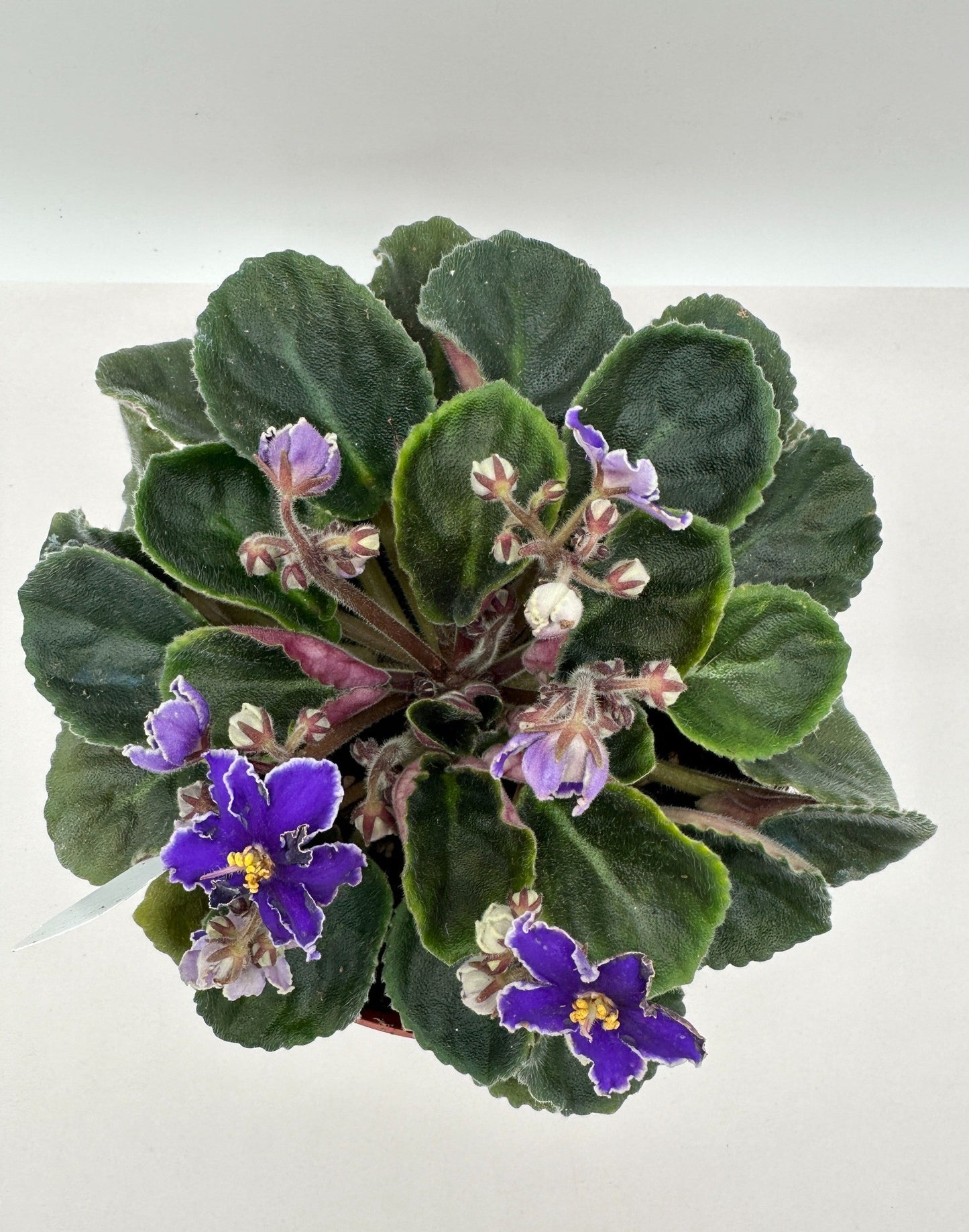 Rebel's Night Breezes - Live African Violet 6"