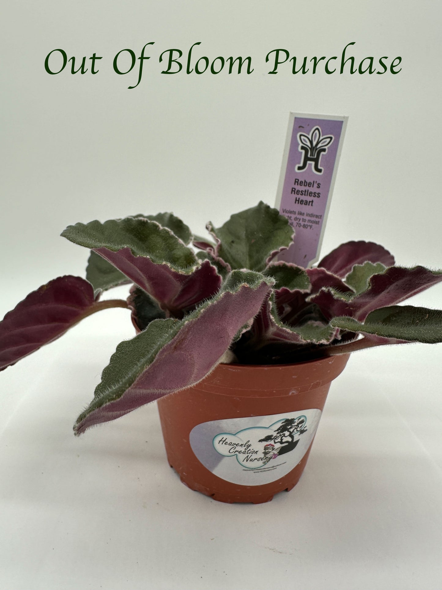 Rebel's Restless Heart - Live African Violet 4"