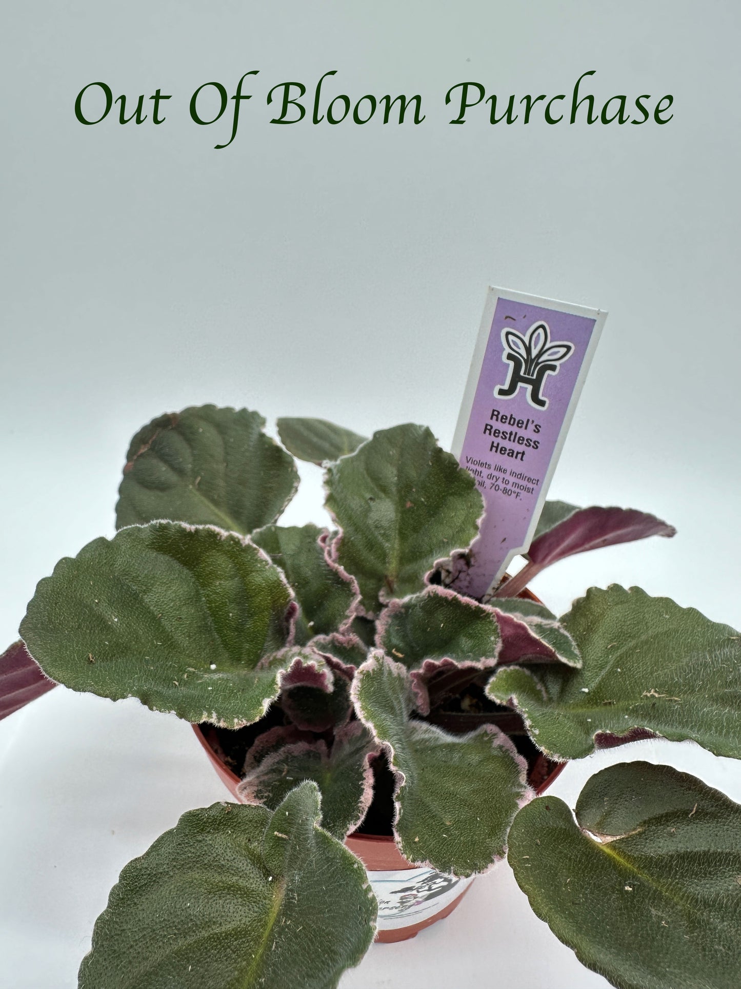 Rebel's Restless Heart - Live African Violet 4"