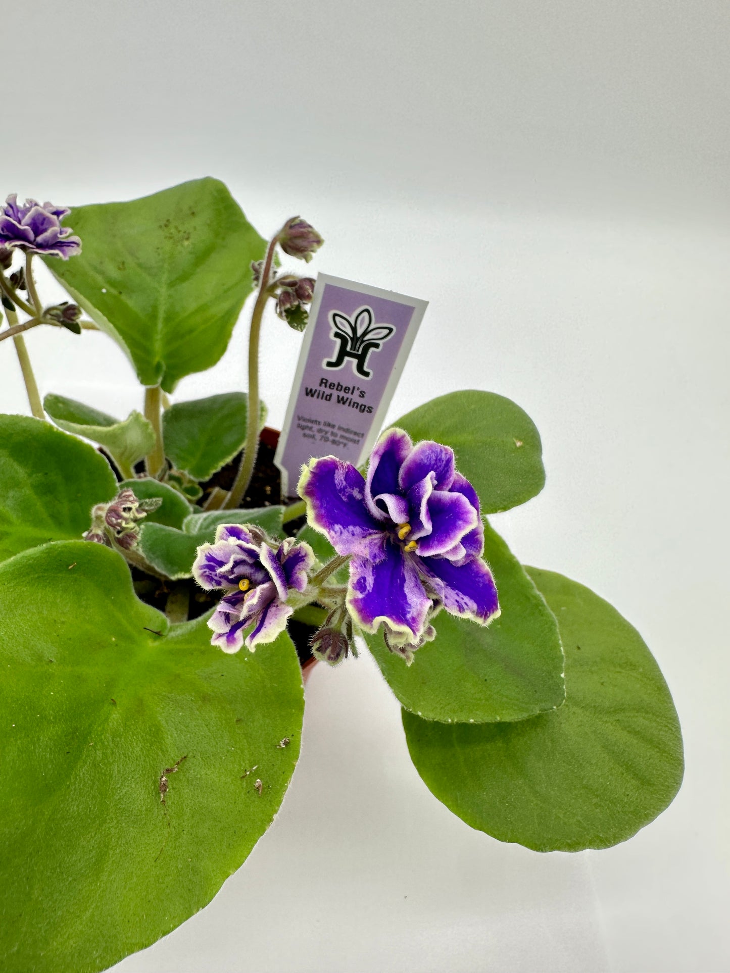 Rebel's Wild Wings - Live African Violet 4"