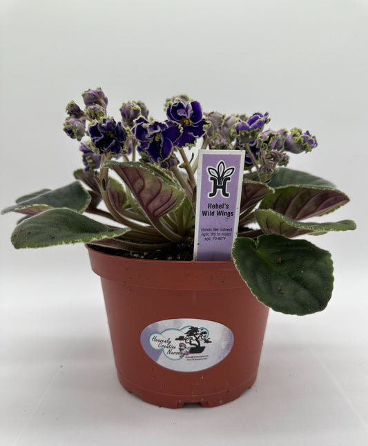 Rebel's Wild Wings - Live African Violet 6"