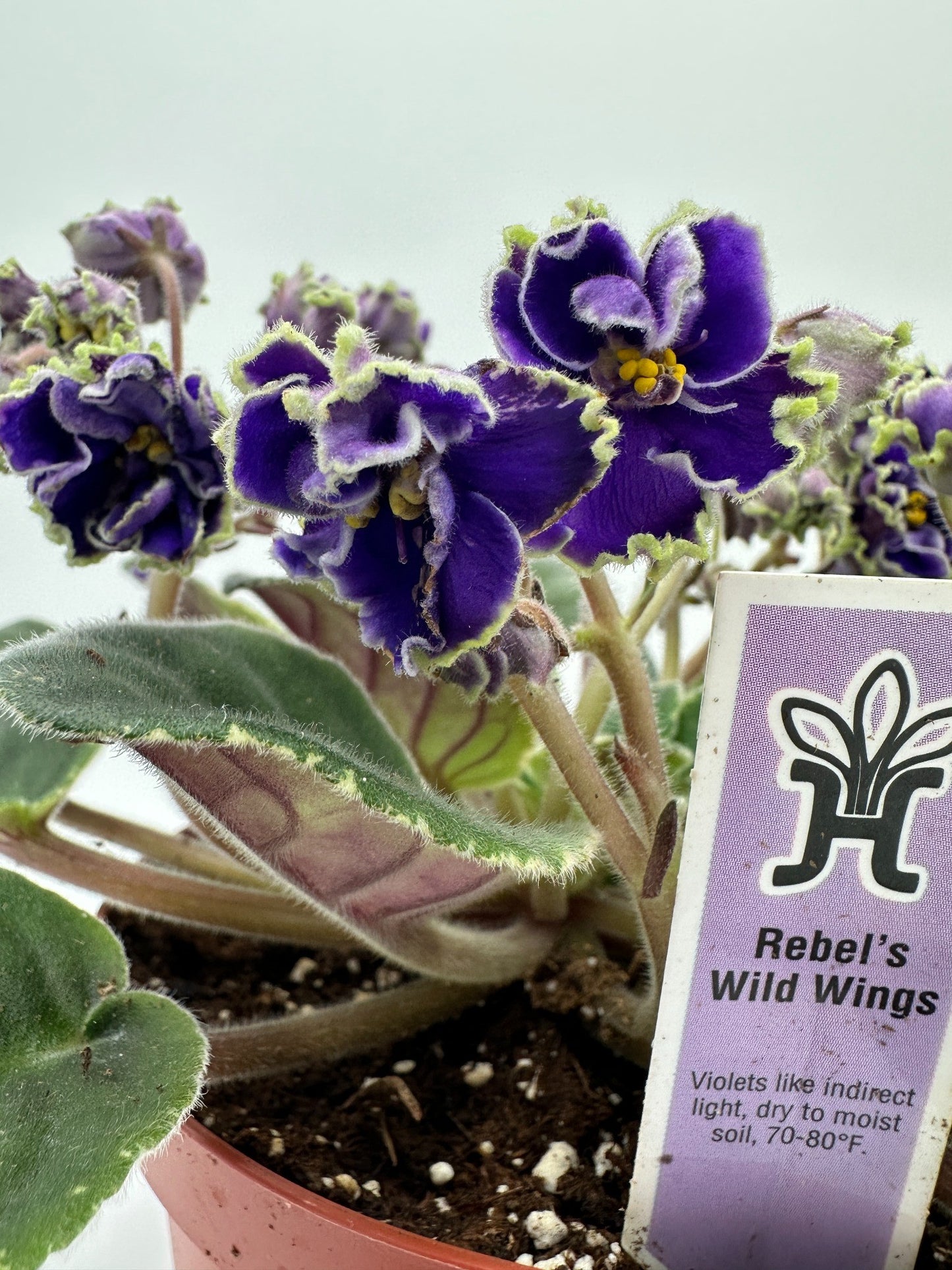 Rebel's Wild Wings - Live African Violet 6"