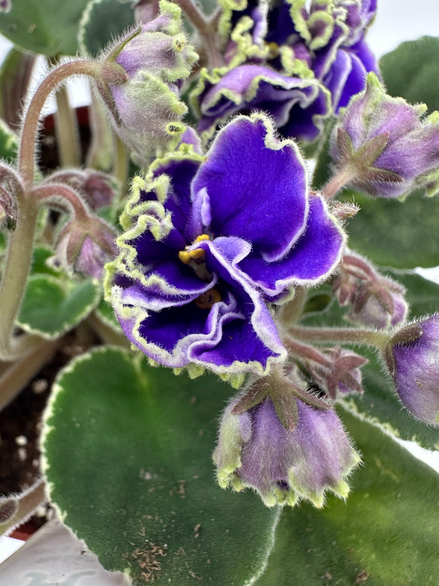 Rebel's Wild Wings - Live African Violet 6"