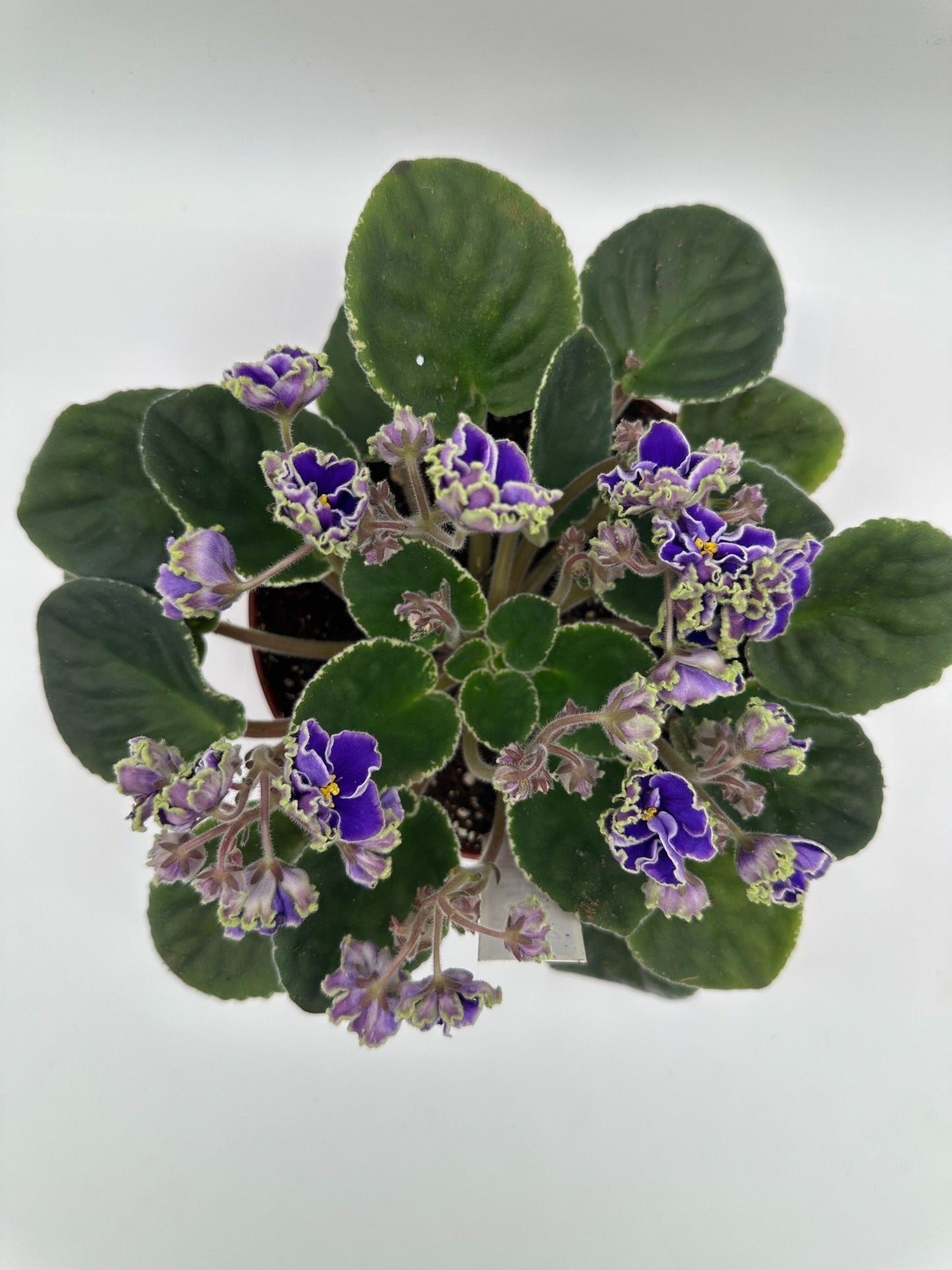 Rebel's Wild Wings - Live African Violet 6"