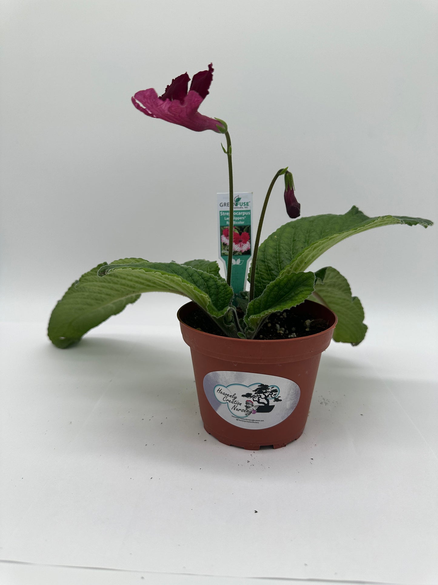 Red BiColor Streptocarpus Ladyslipper (Cape Primrose) Live Plant in 4" nursery pot