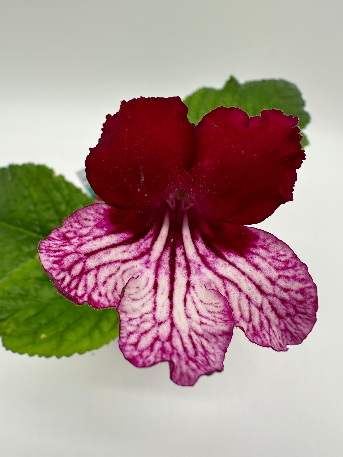 Red BiColor Streptocarpus Ladyslipper (Cape Primrose) Live Plant in 4" nursery pot