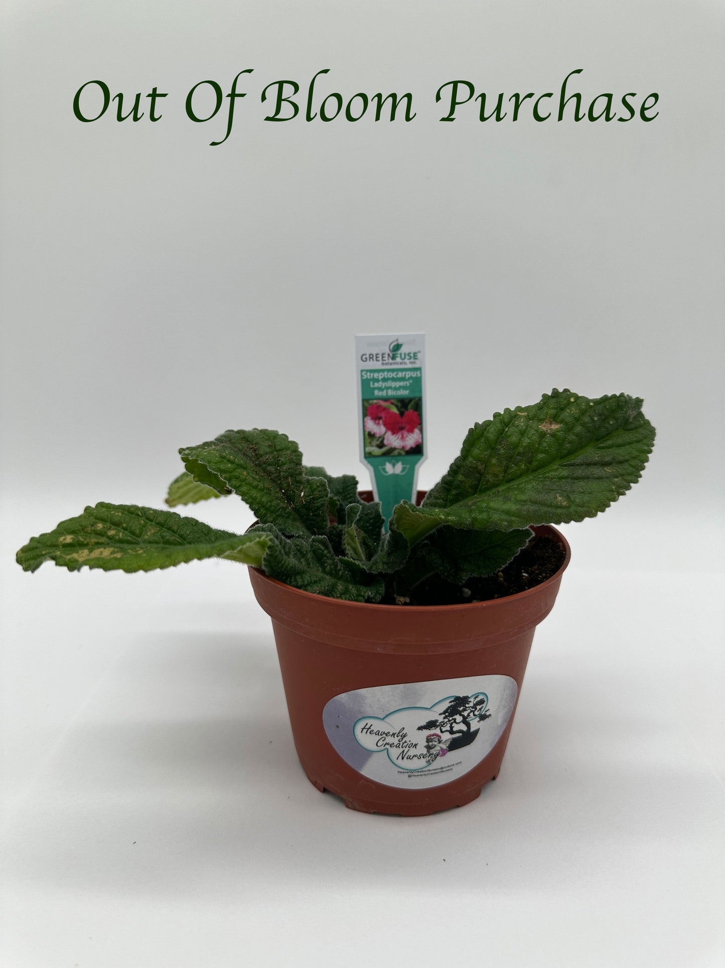 Red BiColor Streptocarpus Ladyslipper (Cape Primrose) Live Plant in 4" nursery pot