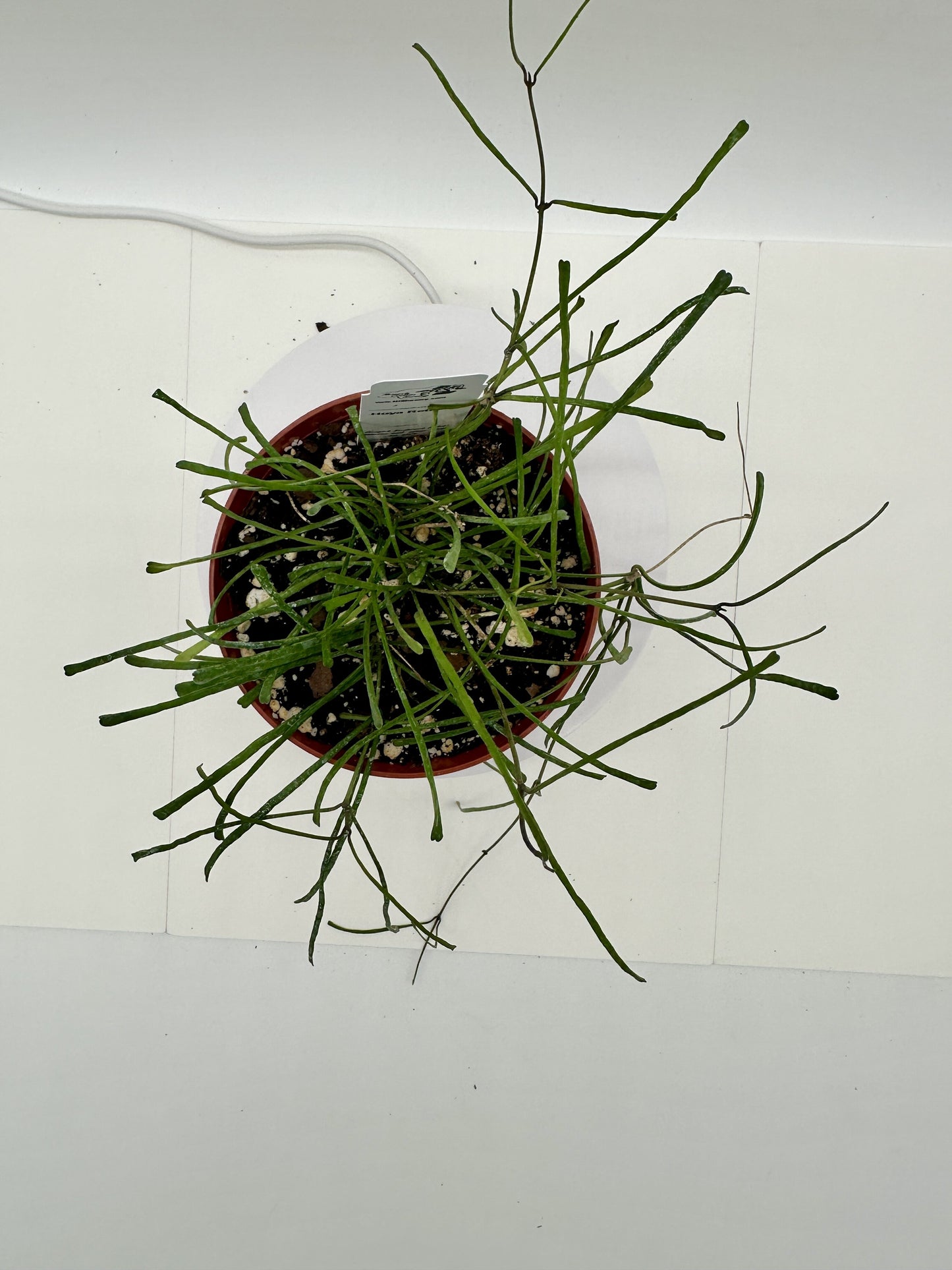 Retusa - Live Hoya 4"