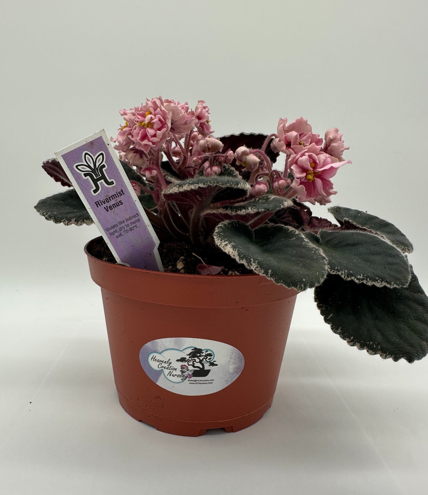 Rivermist Venus - Live African Violet 6"