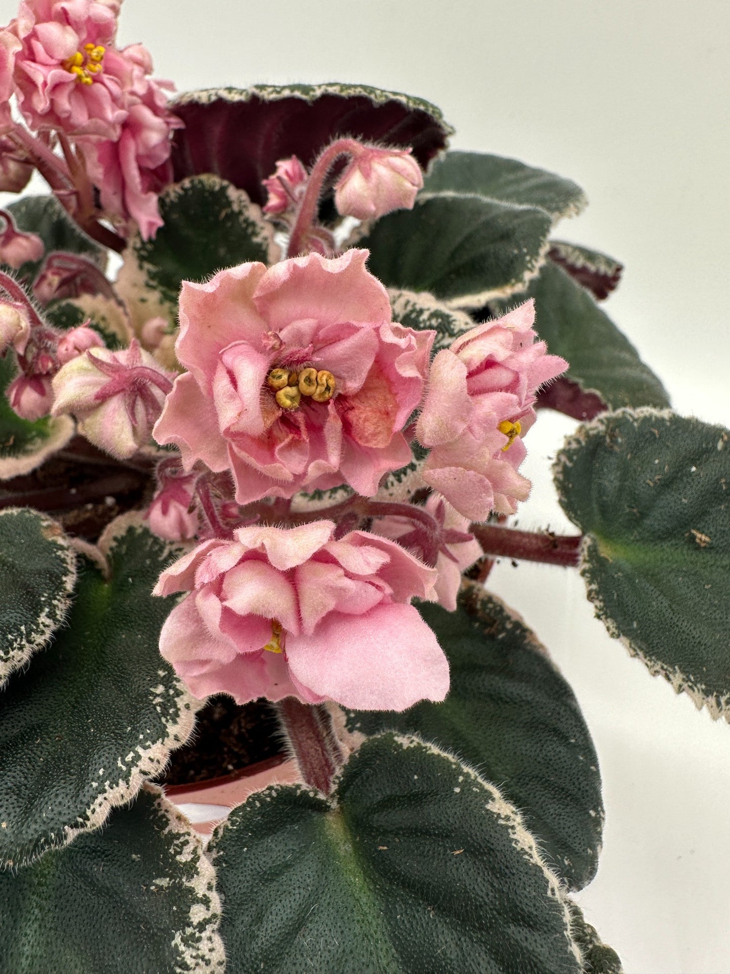 Rivermist Venus - Live African Violet 6"