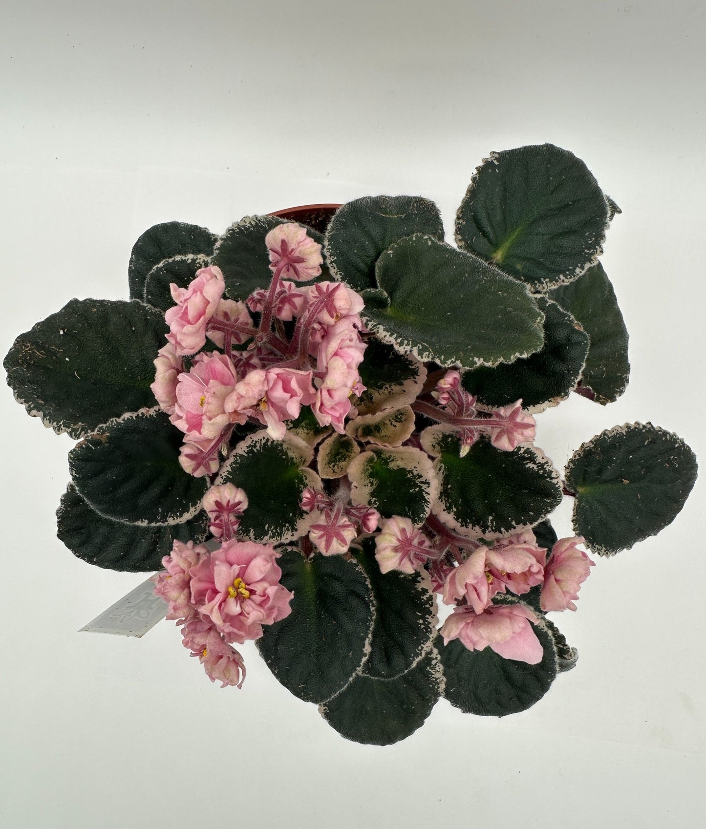 Rivermist Venus - Live African Violet 6"