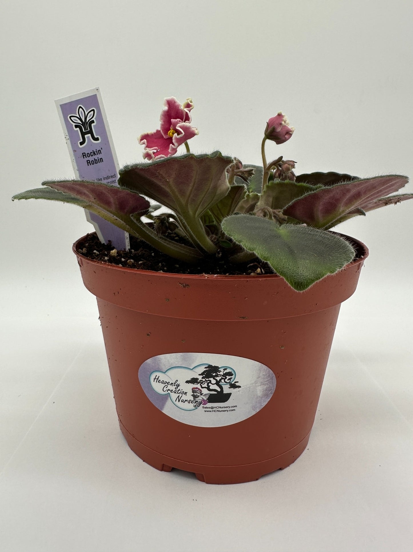 Rockin Robin - Live African Violet 6"
