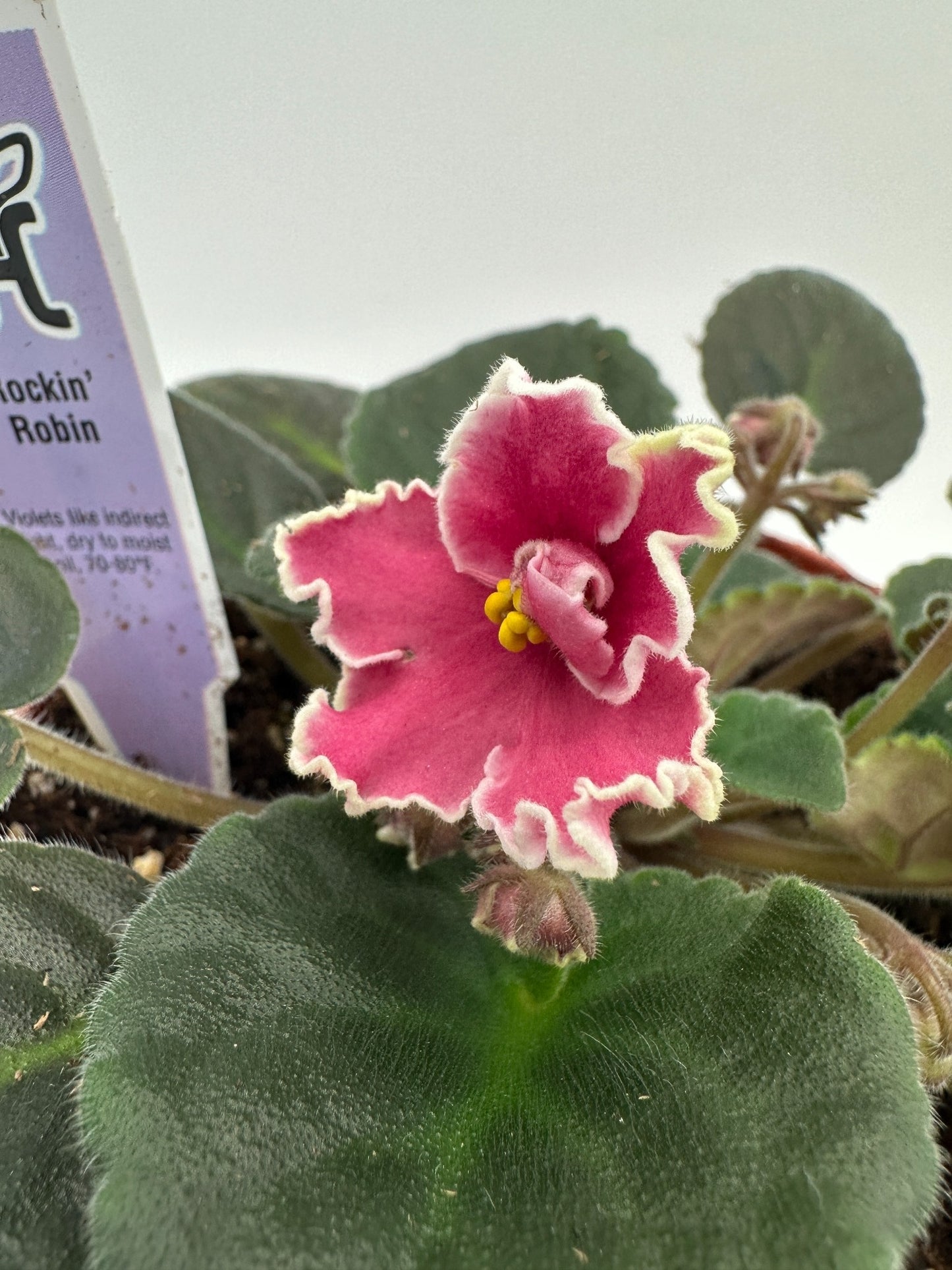 Rockin Robin - Live African Violet 6"