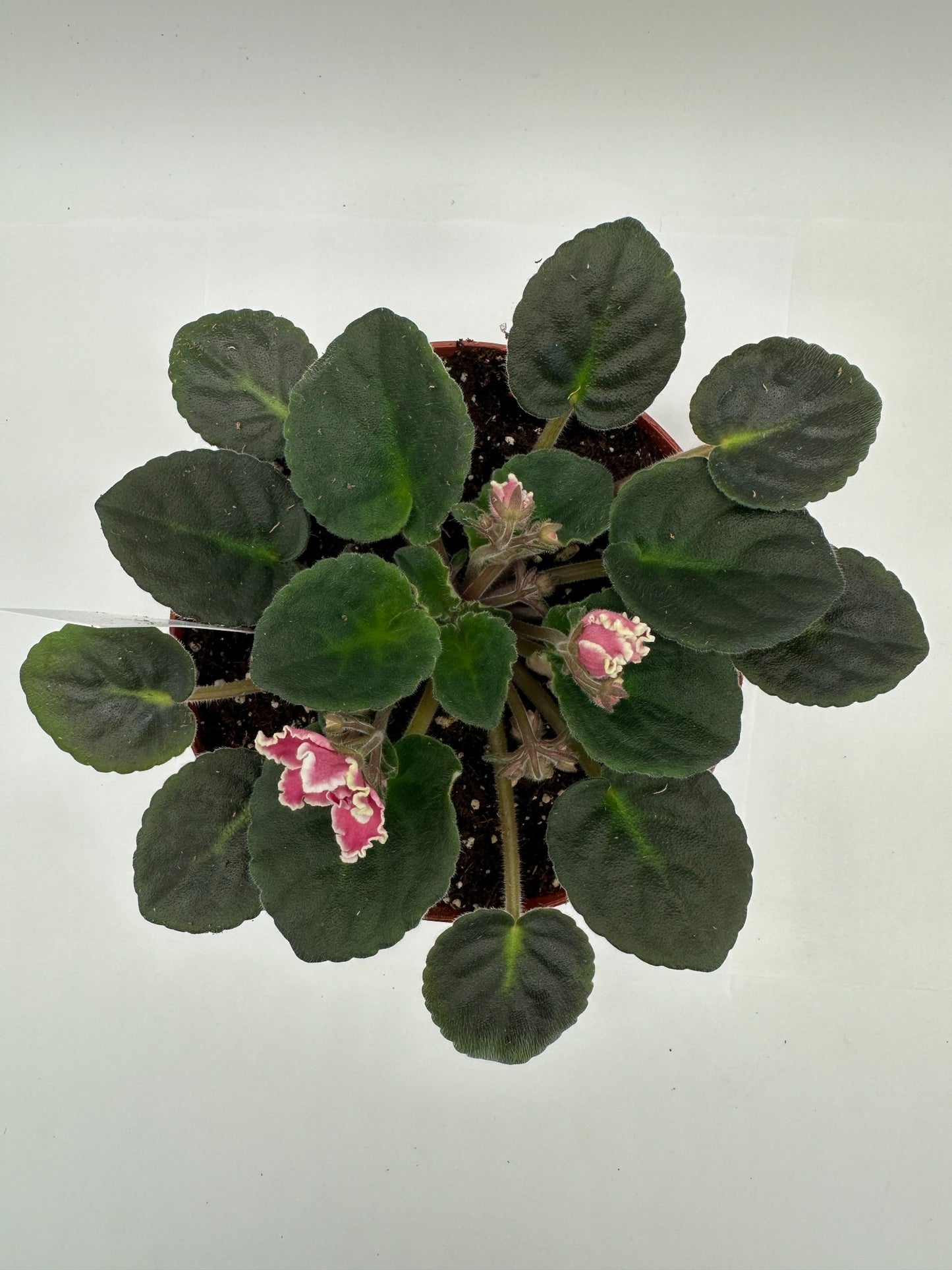 Rockin Robin - Live African Violet 6"