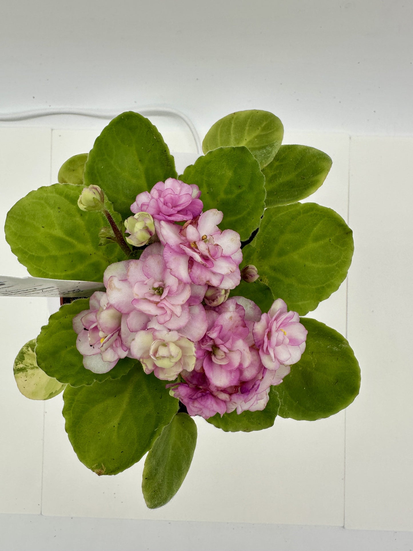 Rocky Mountain - Live African Violet 4" - Series: State Parks - (HCN Selection)