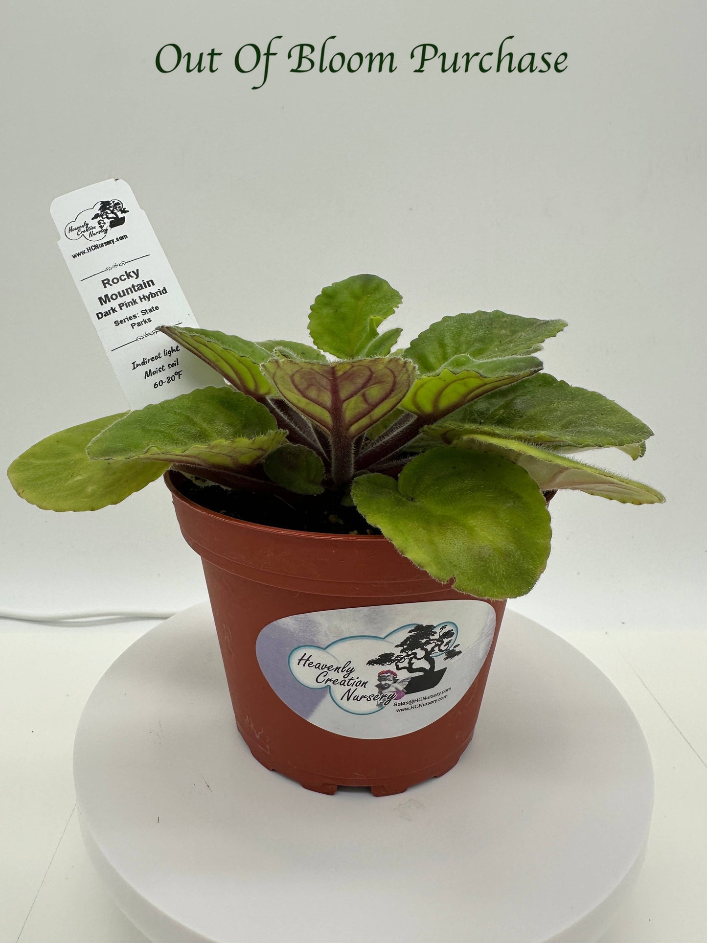 Rocky Mountain - Dk. Pink Hybrid - Live African Violet 4" - Series: State Parks - (HCN Selection)