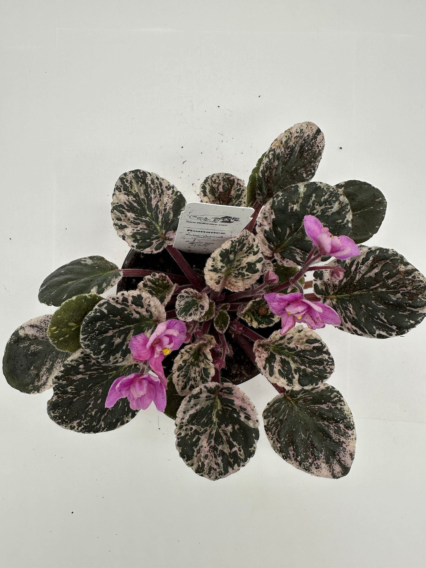 Romance - Live African Violet 4" - Series: Victorian Charm