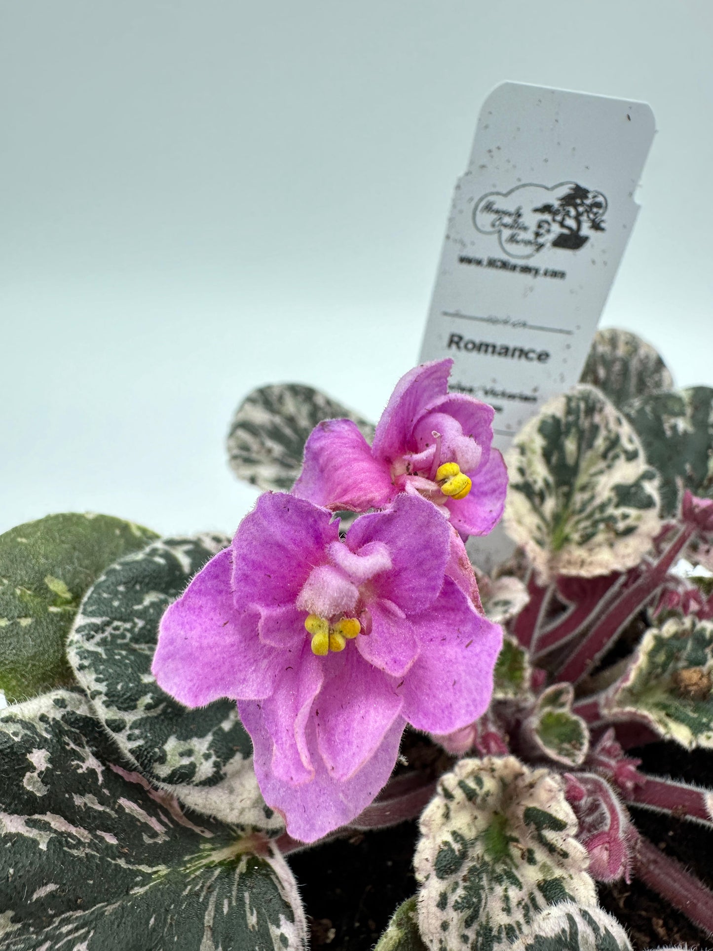 Romance - Live African Violet 4" - Series: Victorian Charm