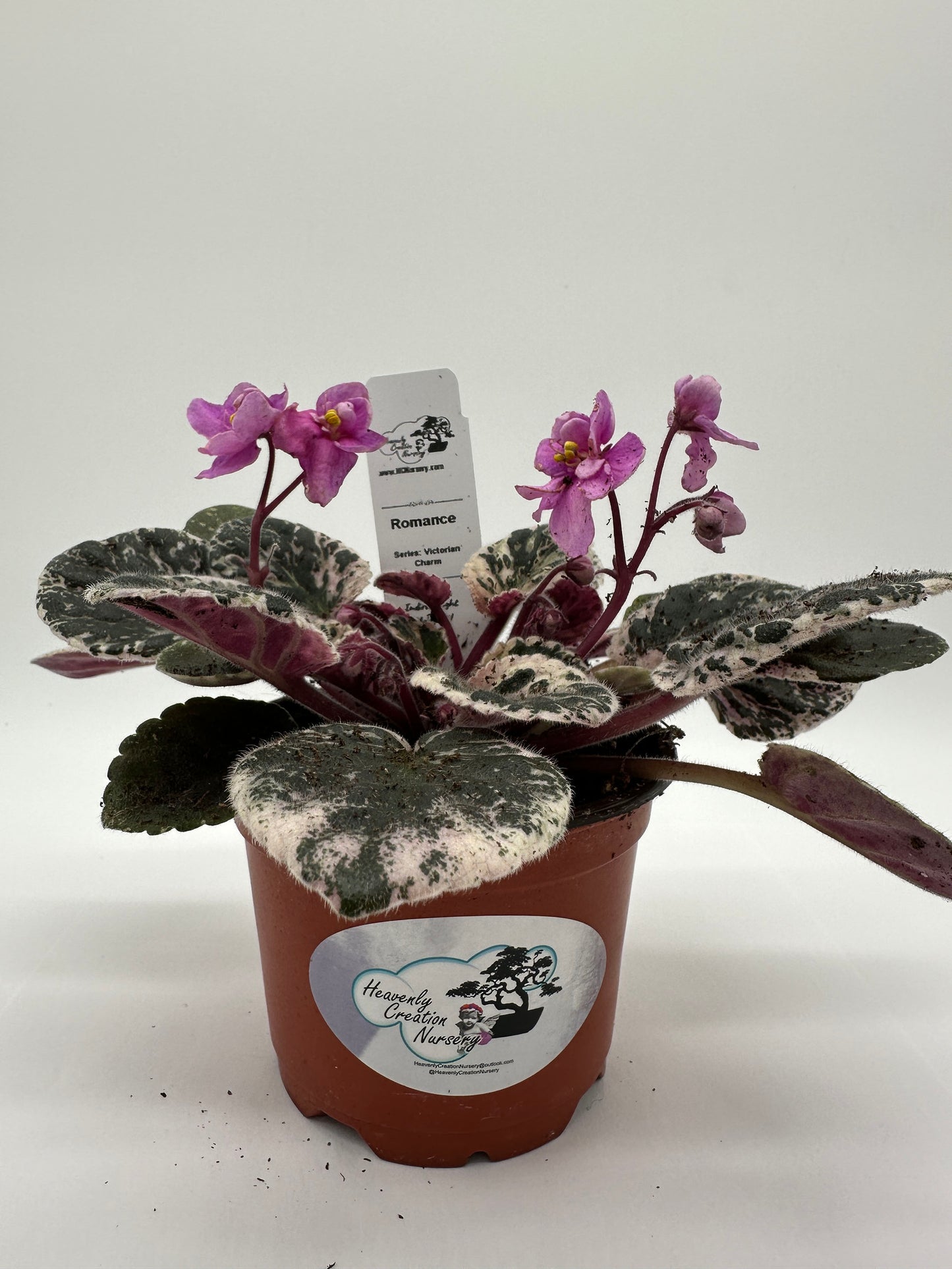 Romance - Live African Violet 4" - Series: Victorian Charm