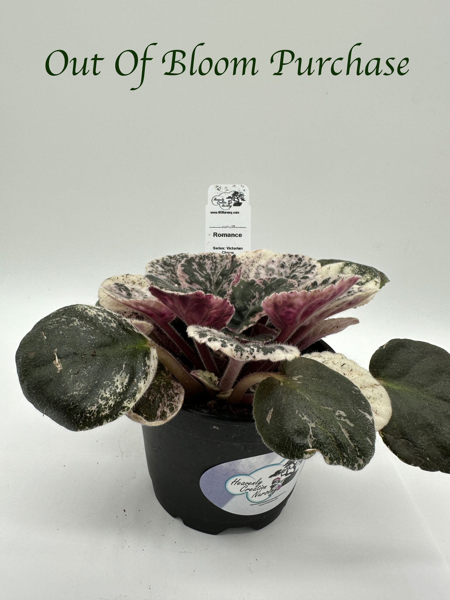 Romance - Live African Violet 4" - Series: Victorian Charm