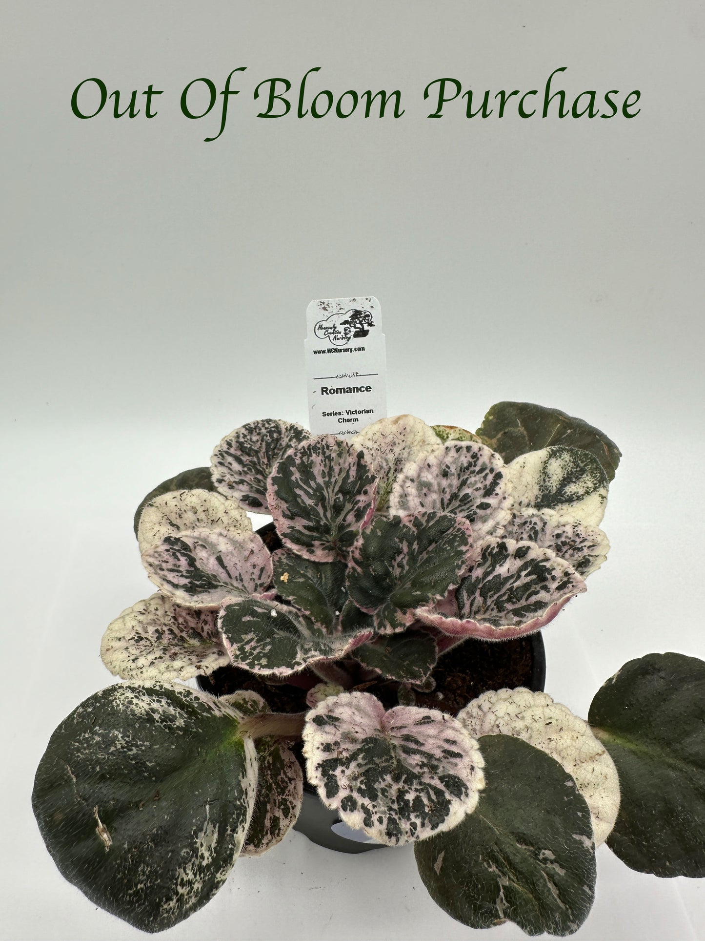 Romance - Live African Violet 4" - Series: Victorian Charm