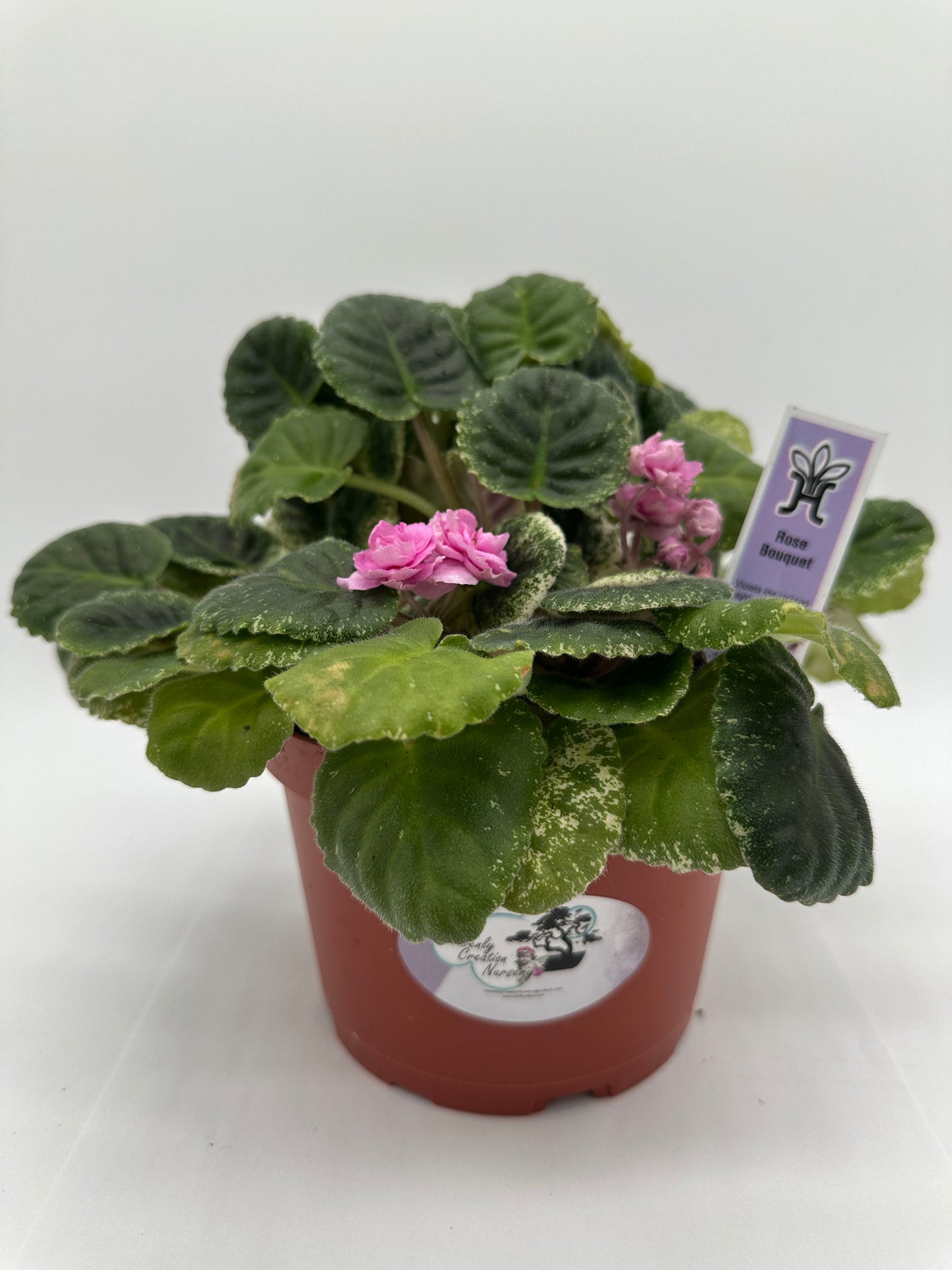 Rose Bouquet - Live African Violet 6"