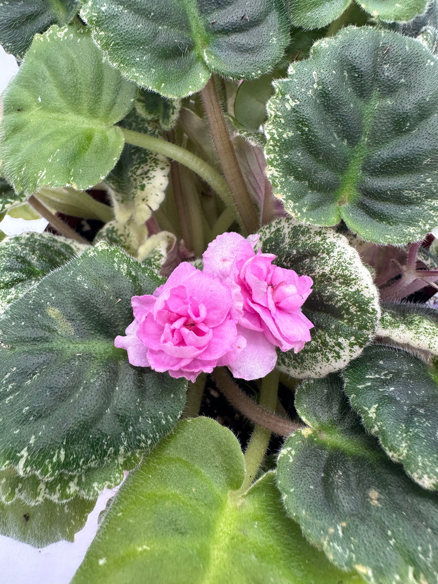 Rose Bouquet - Live African Violet 6"