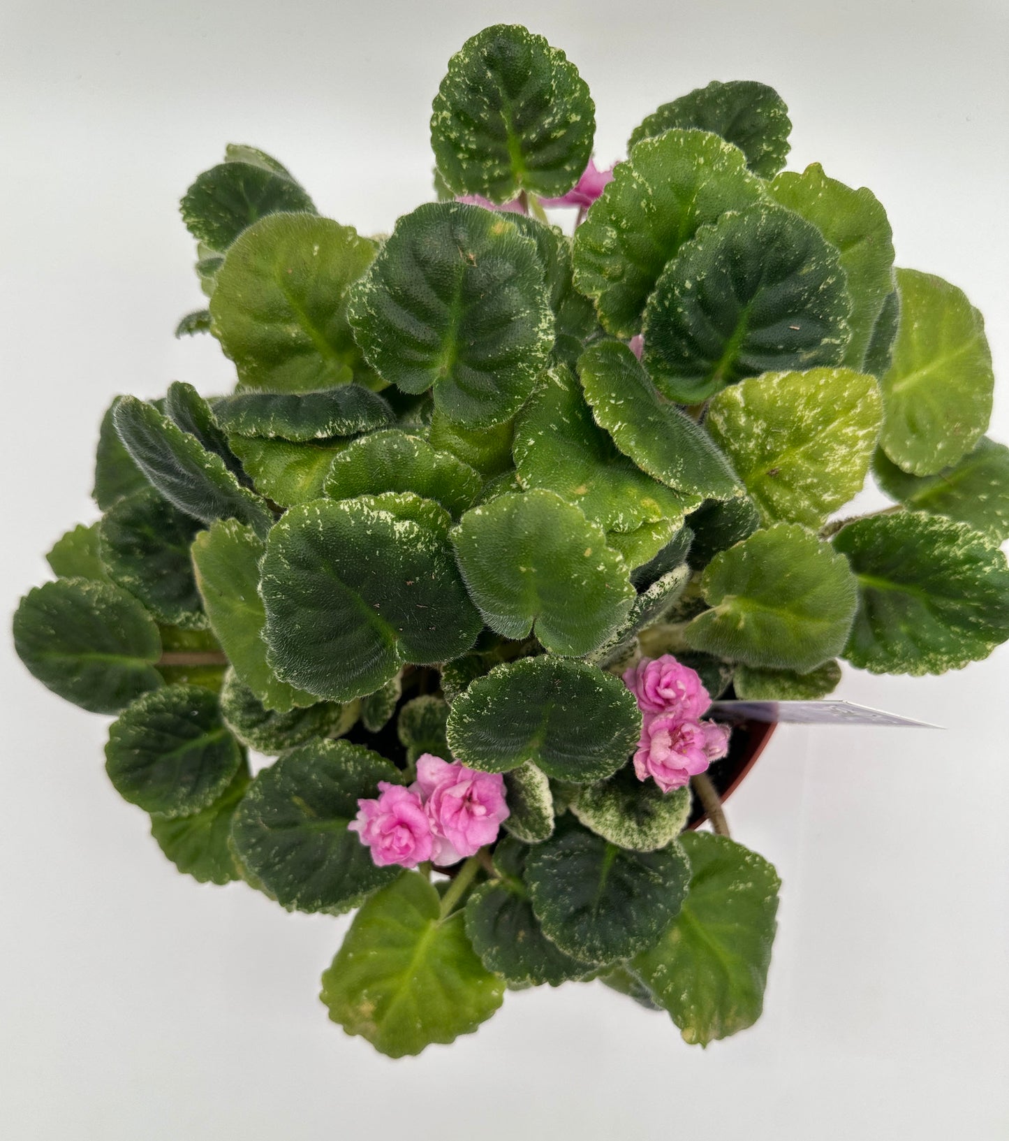 Rose Bouquet - Live African Violet 6"