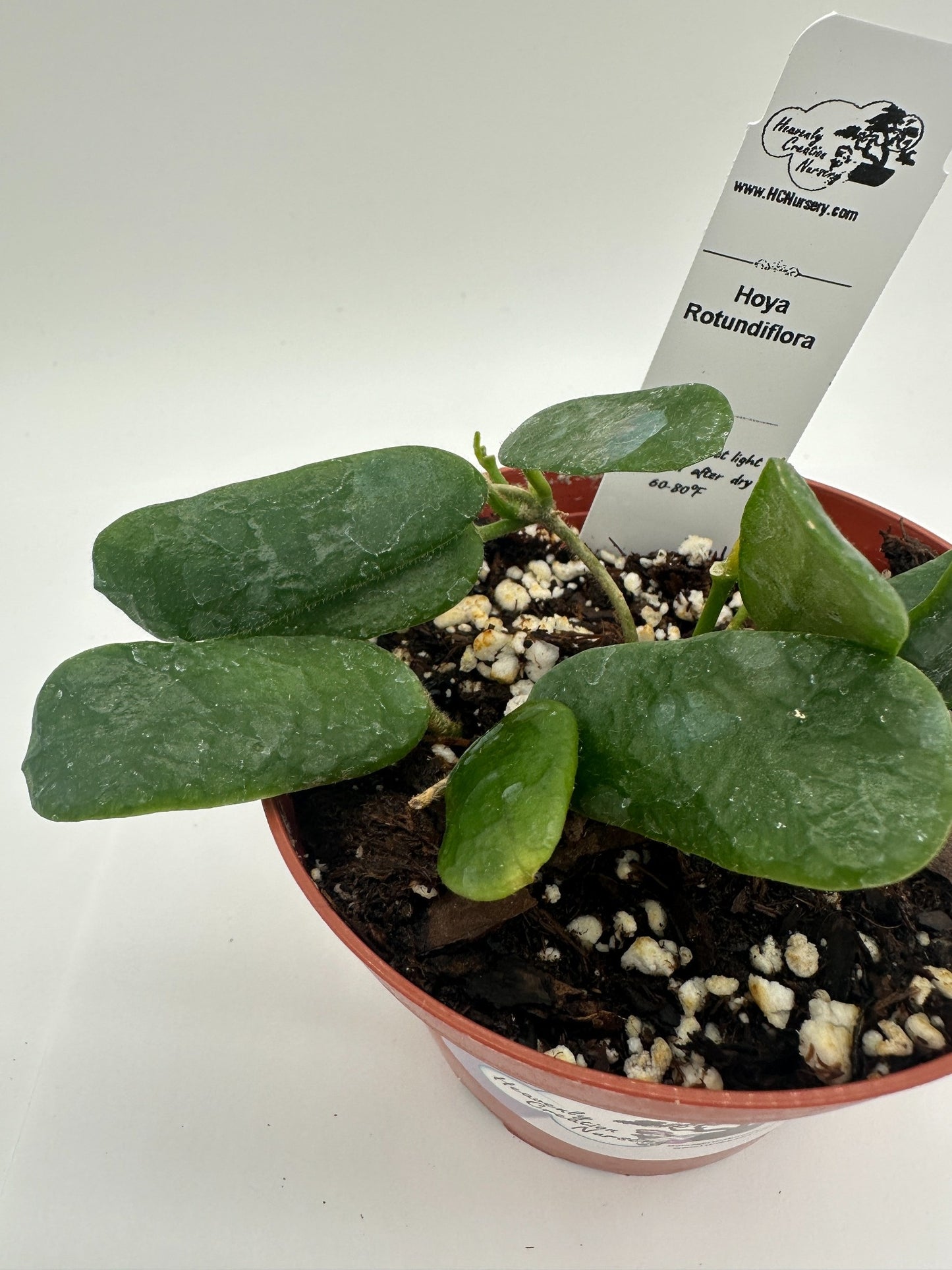 Rotundiflora - Live Hoya 4"