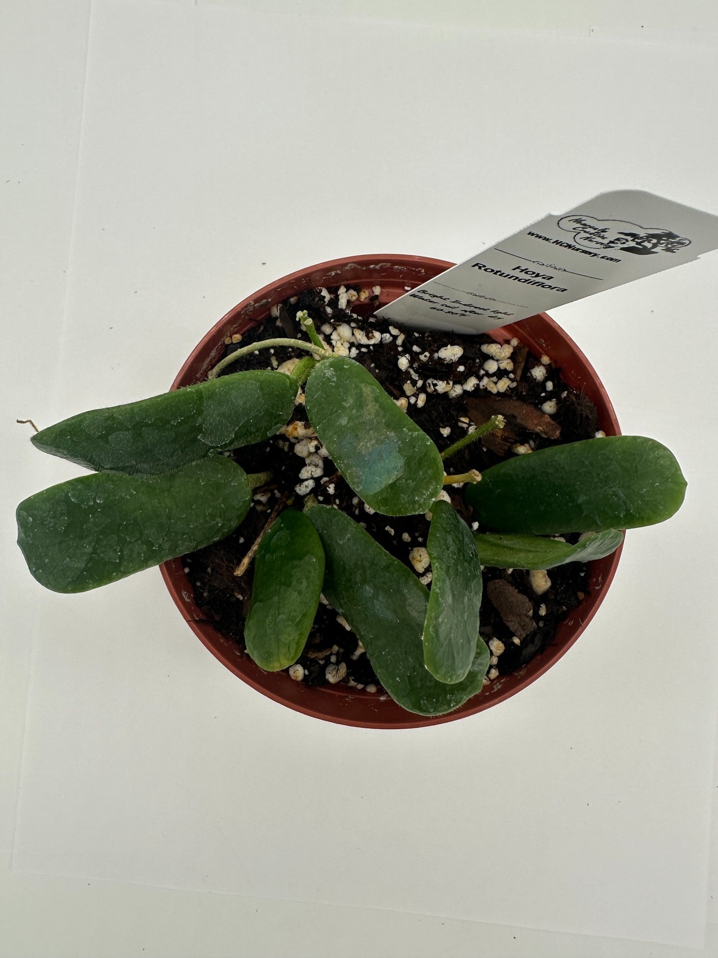 Rotundiflora - Live Hoya 4"