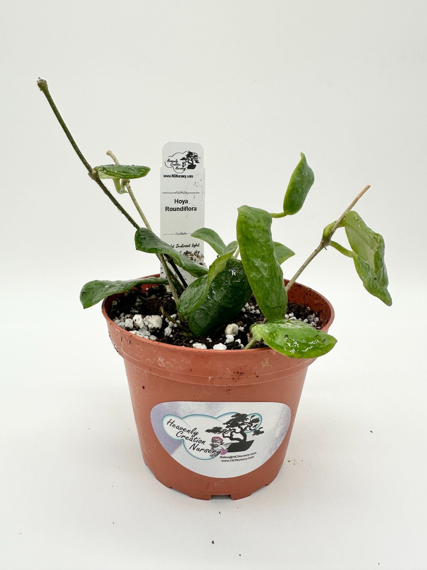 Roundiflora - Live Hoya 4"