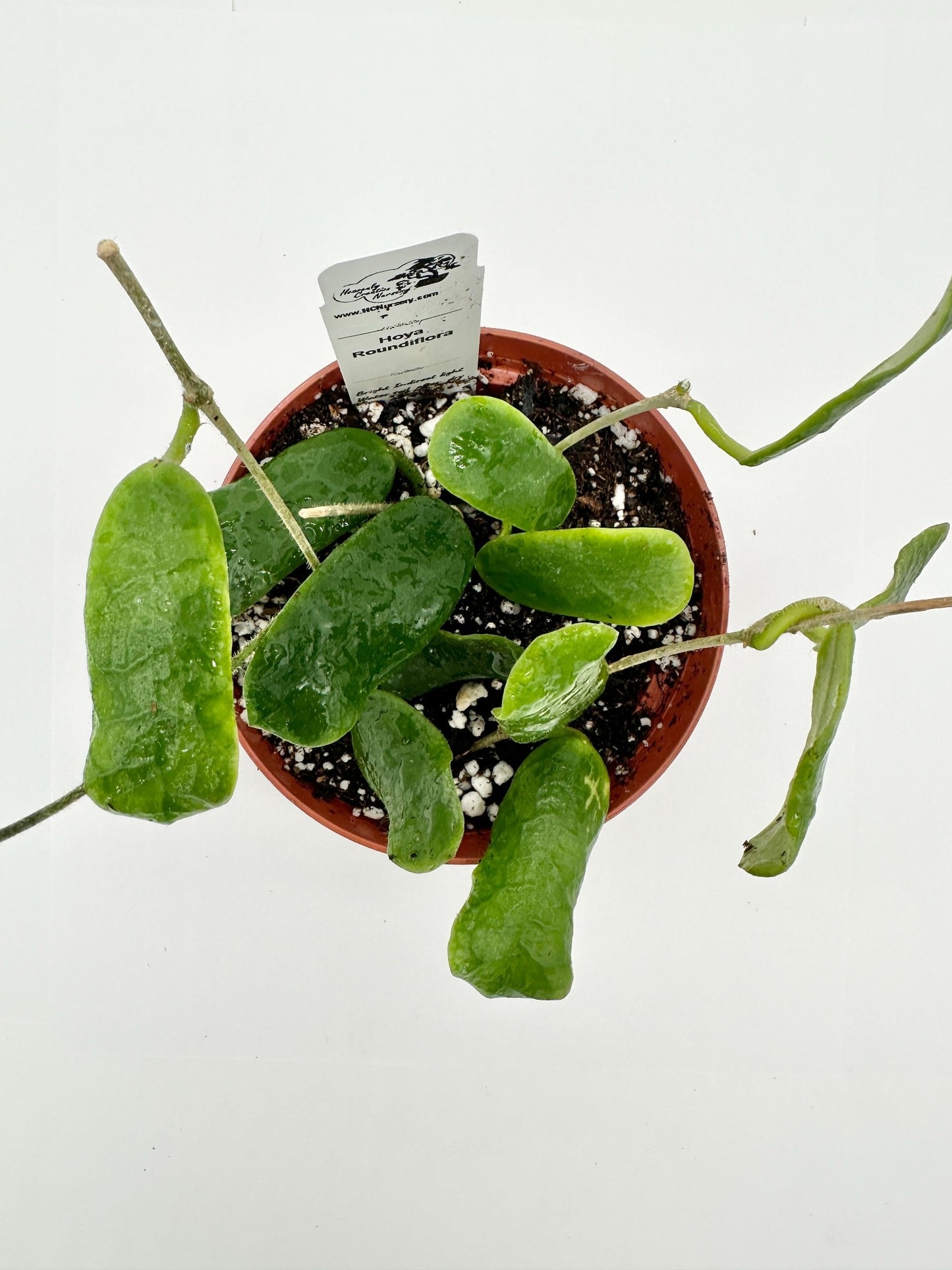 Roundiflora - Live Hoya 4"