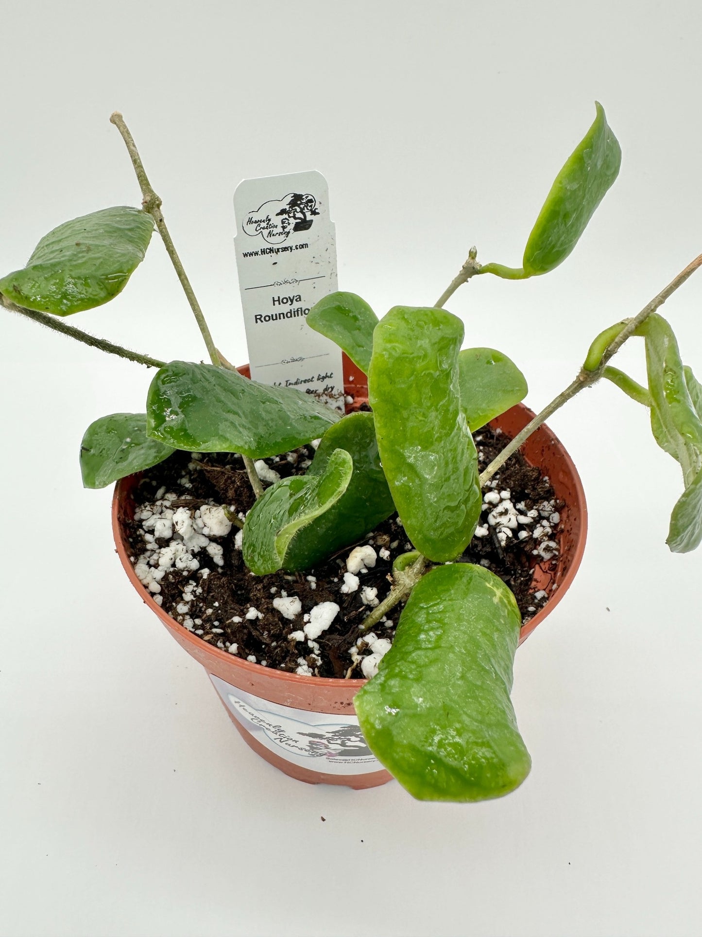 Roundiflora - Live Hoya 4"