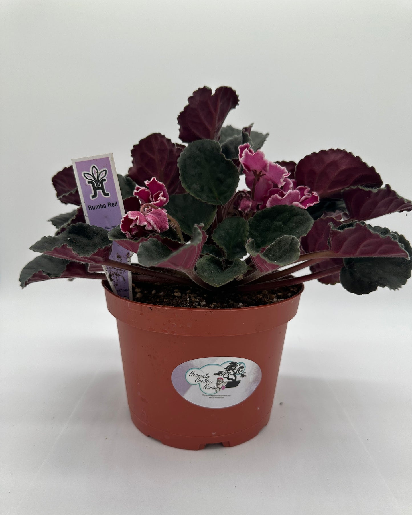 Rumba Red - Live African Violet 6"