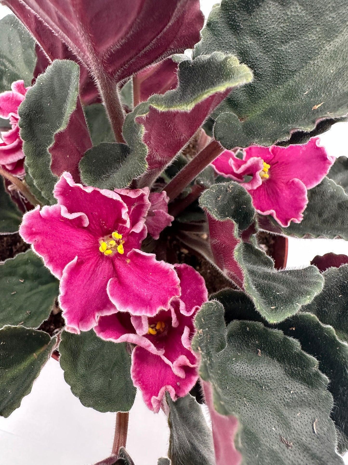 Rumba Red - Live African Violet 6"