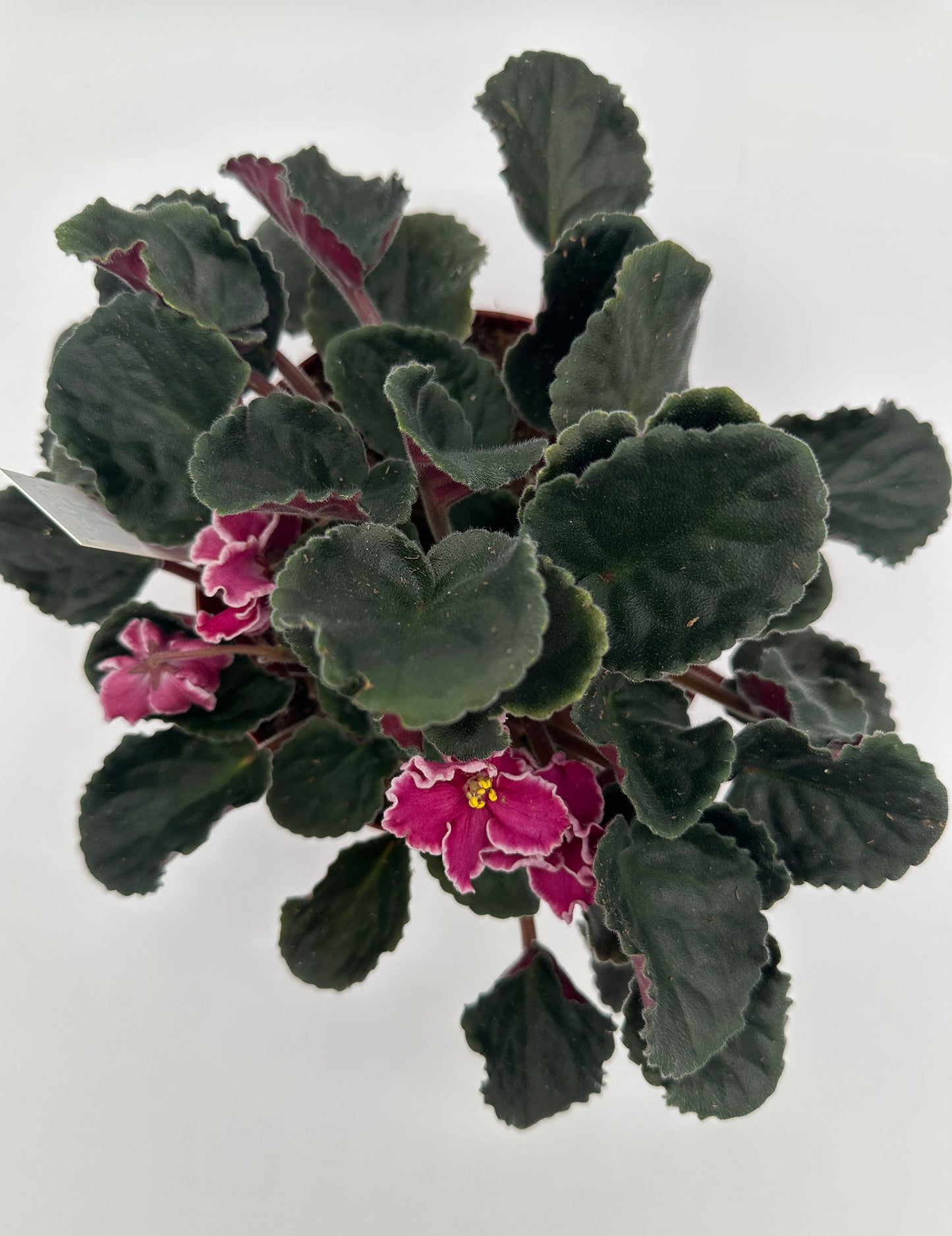 Rumba Red - Live African Violet 6"