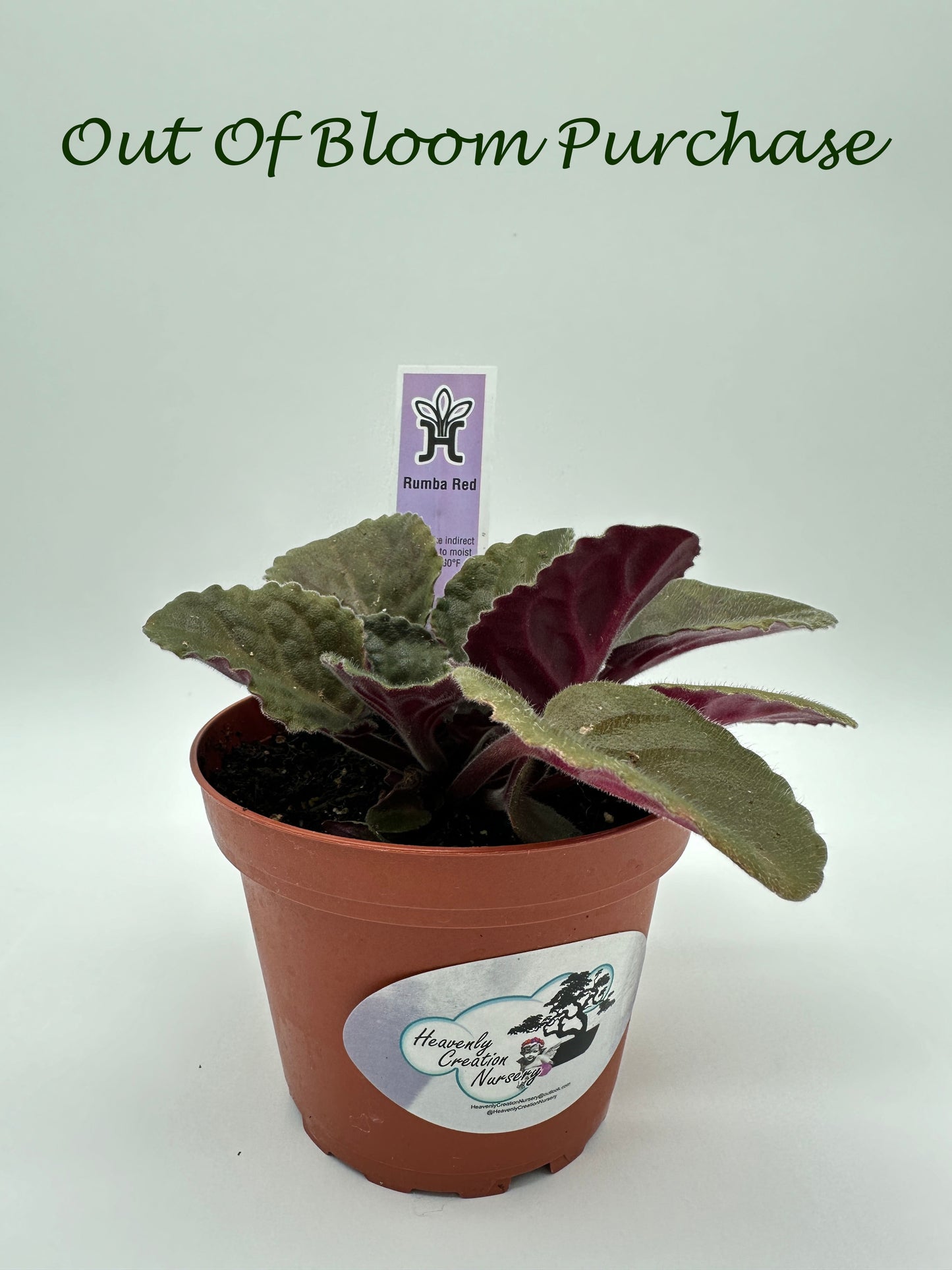 Rumba Red - Live African Violet 4"