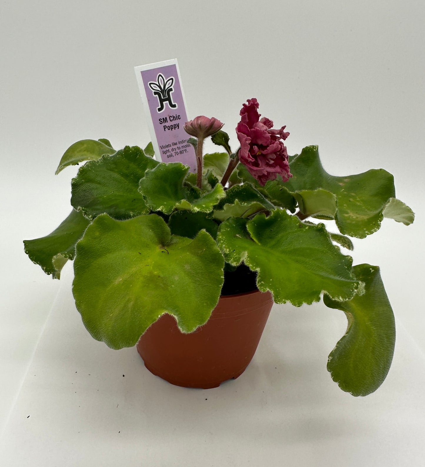 SM Chic Poppy - Live African Violet 4"