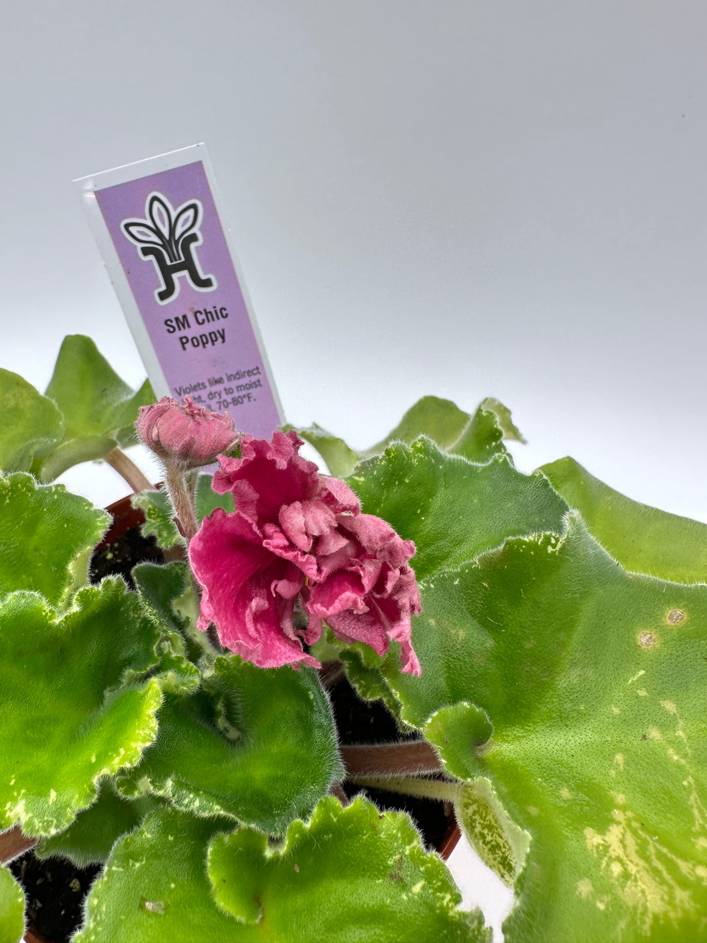 SM Chic Poppy - Live African Violet 4"