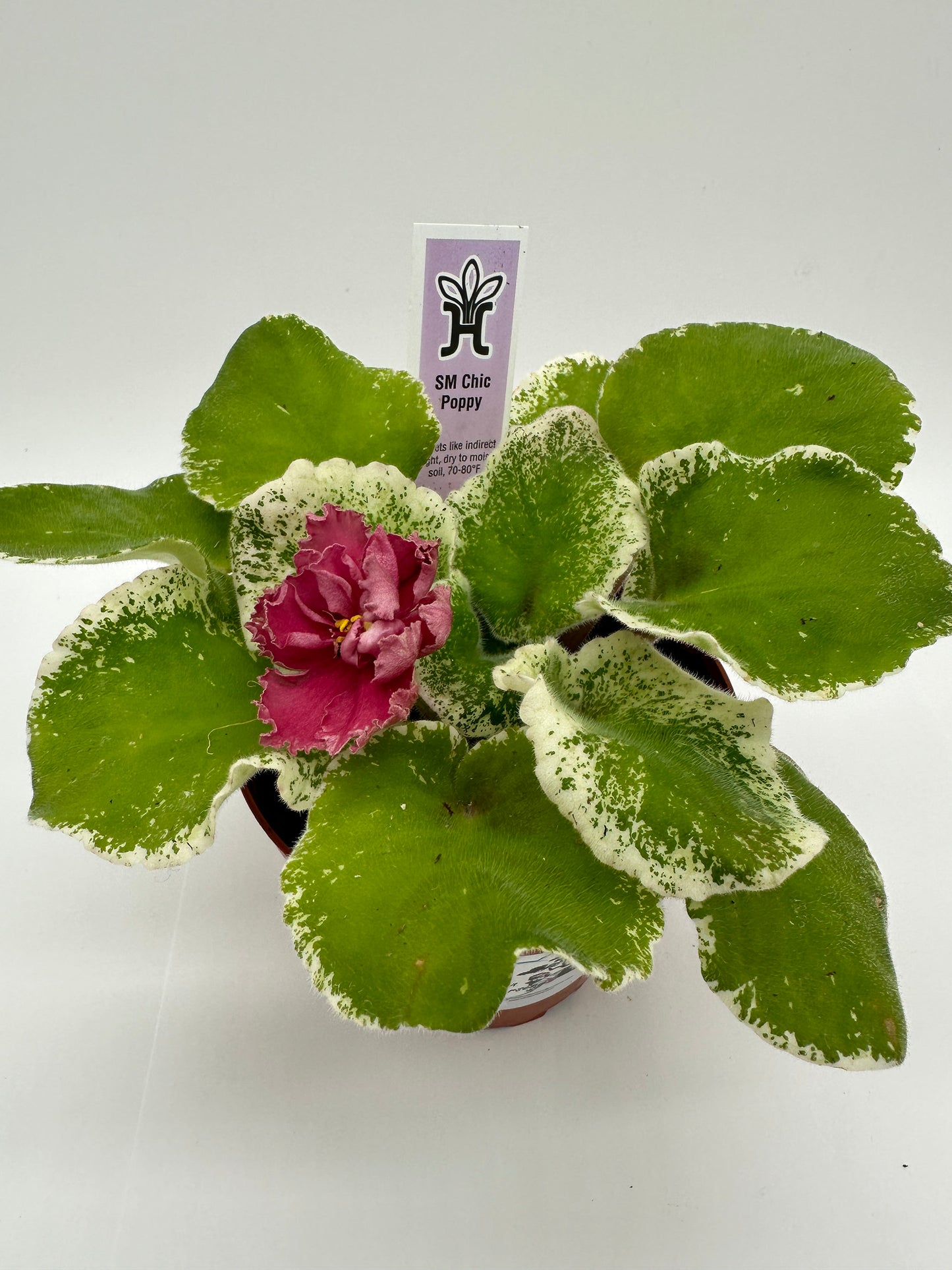 SM Chic Poppy - Live African Violet 4"