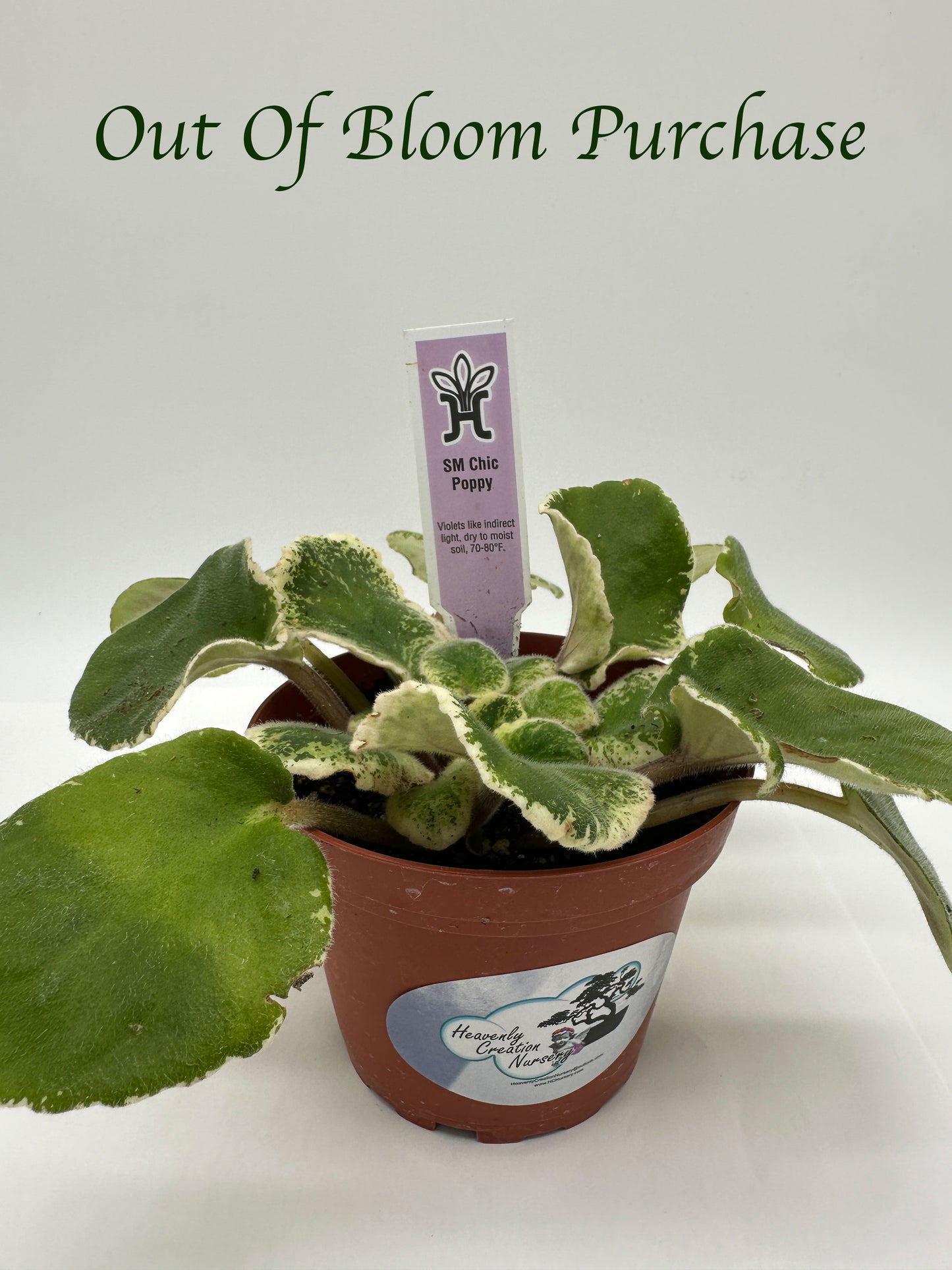 SM Chic Poppy - Live African Violet 4"